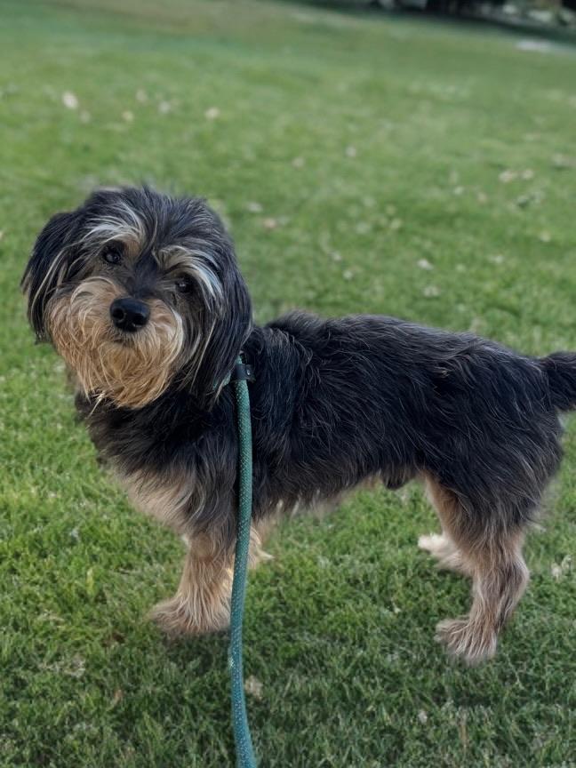 Welly, an adopted mixed breed in Newport Beach, CA image 3/5