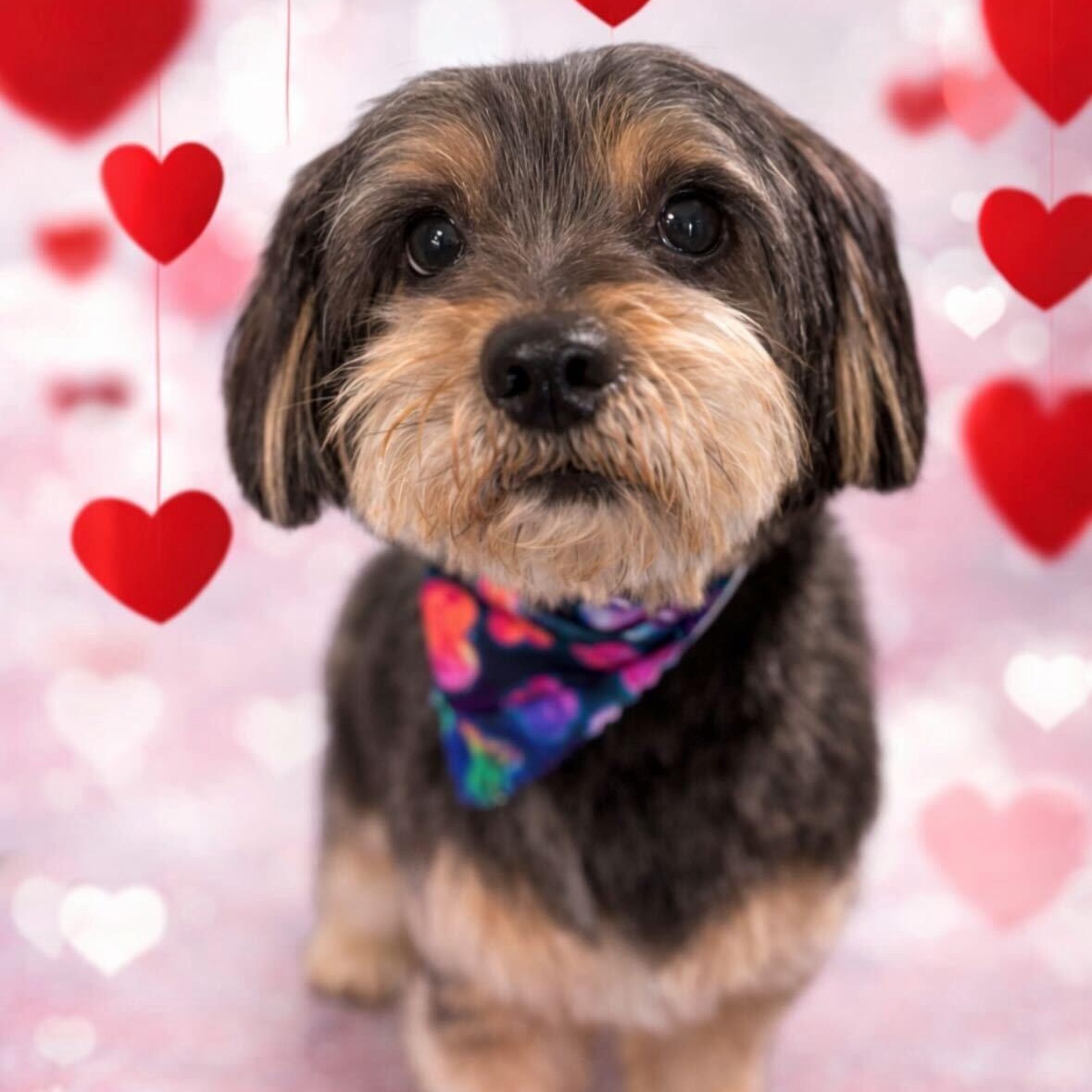 Welly, adopted, Adult Male Havanese & Cairn Terrier.