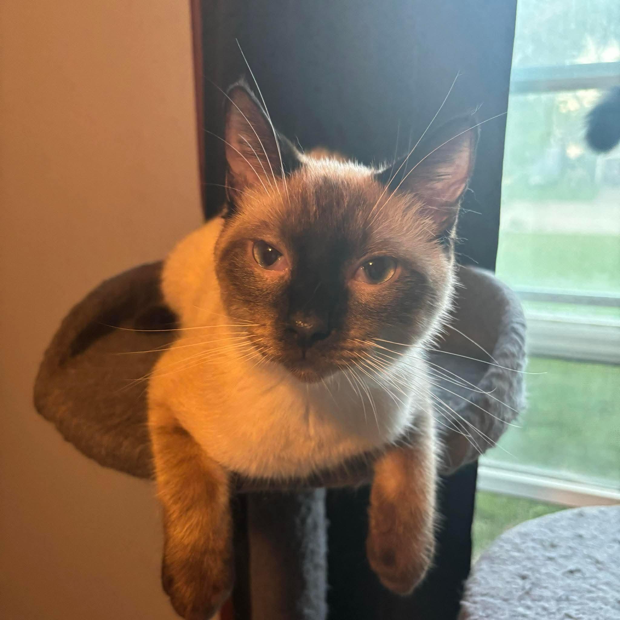 Lancelot, an adoptable Siamese in North Platte, NE, 69101 | Photo Image 1
