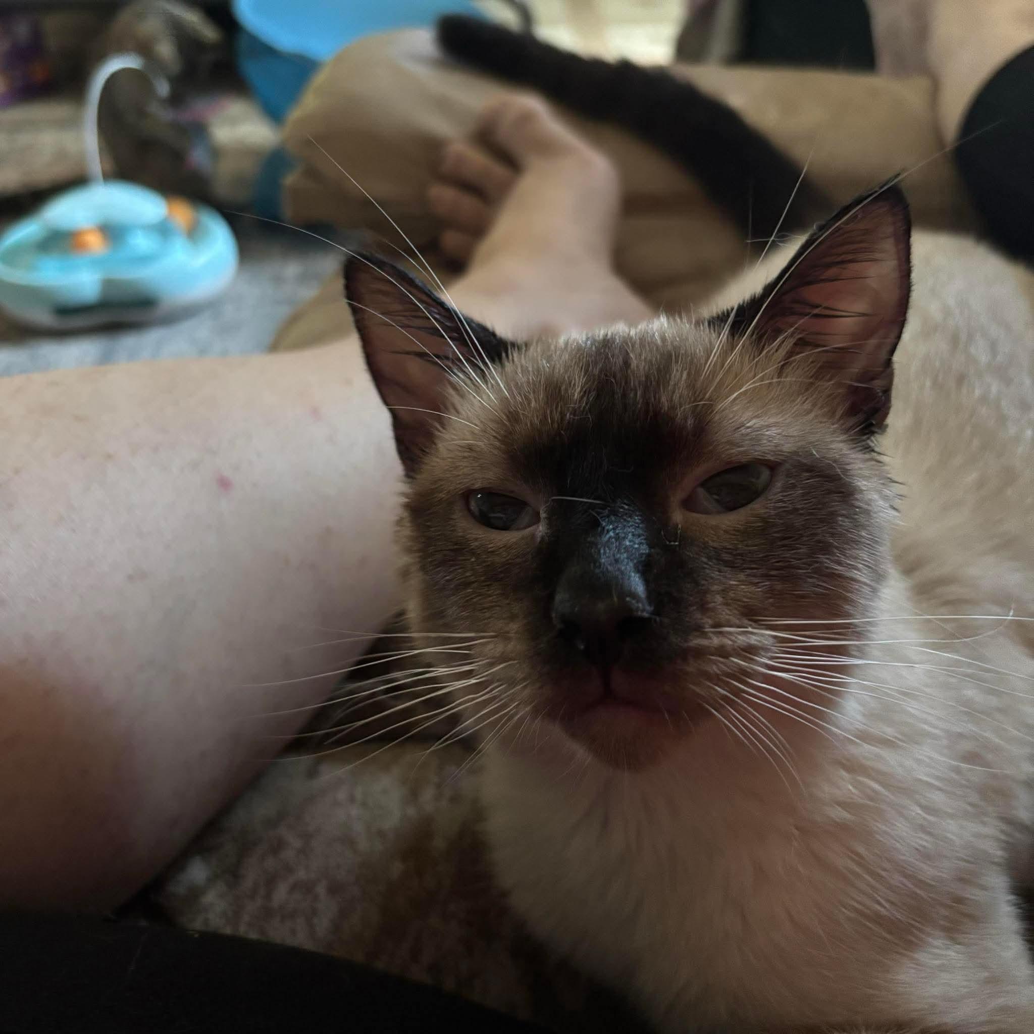 Lancelot, an adoptable Siamese in North Platte, NE, 69101 | Photo Image 2