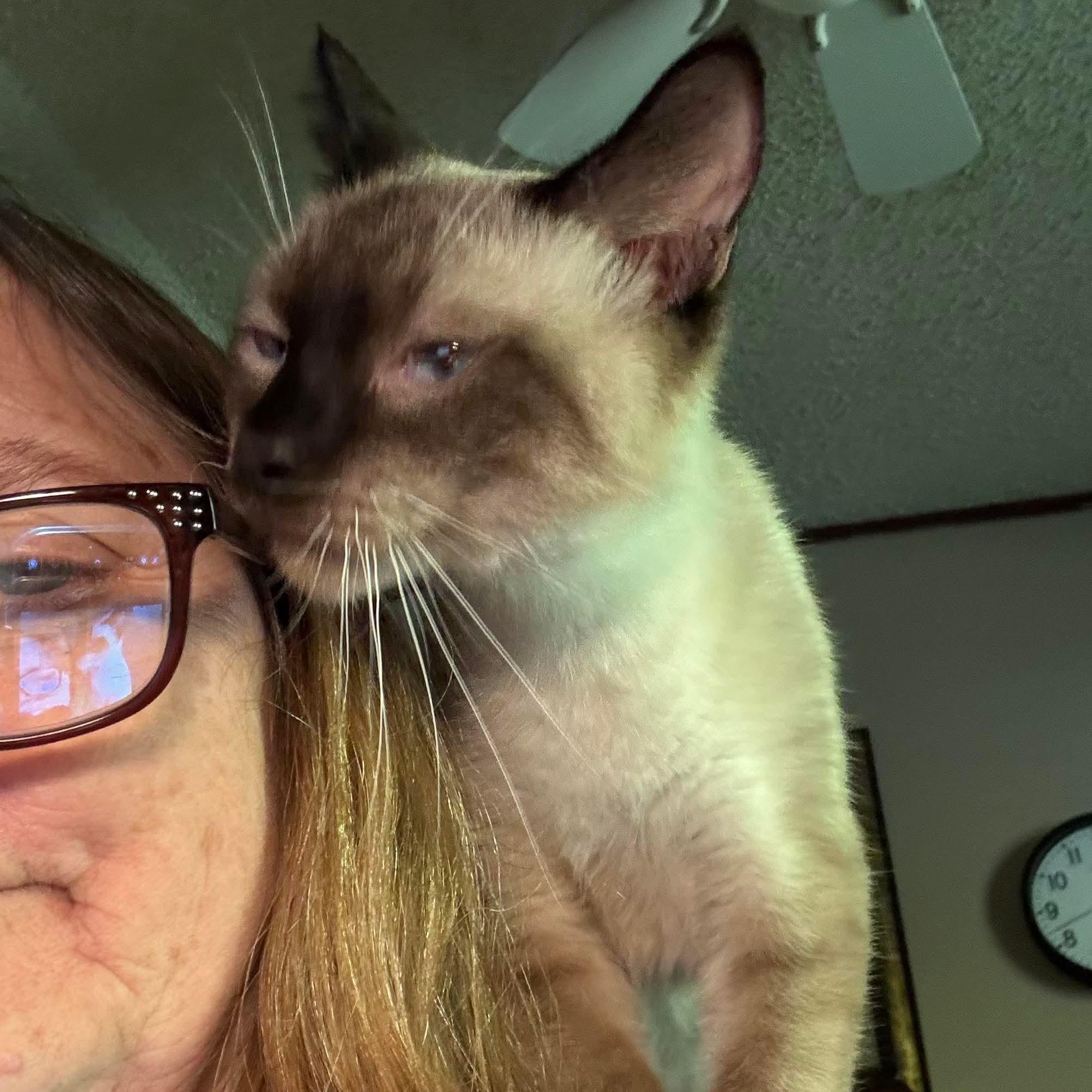 Lancelot, an adoptable Siamese in North Platte, NE, 69101 | Photo Image 3