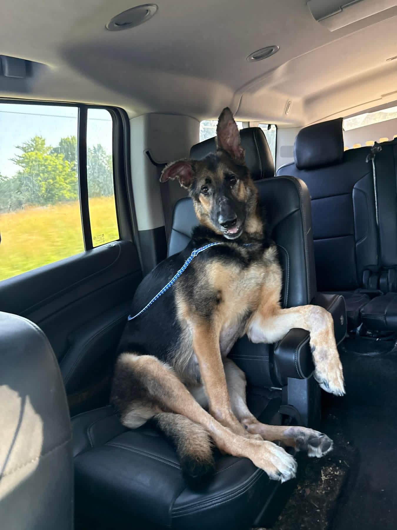 Dobbie, Adoptable, Adult Female German Shepherd Dog.