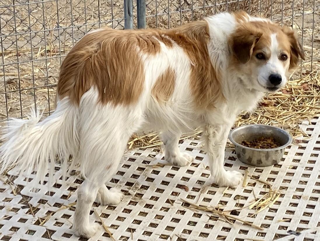 Mackie, Adopted, Adult Female Australian Shepherd.