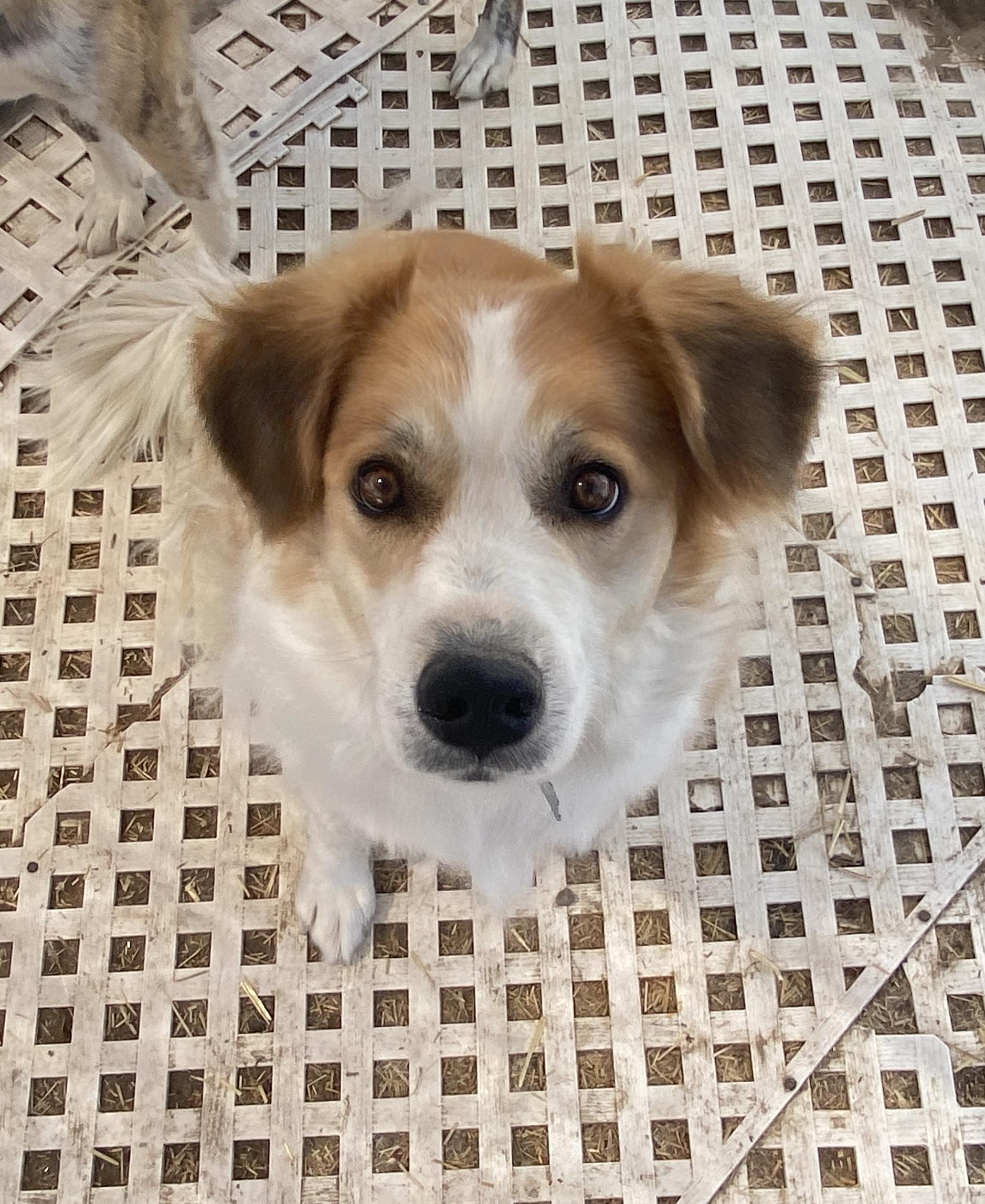 Enlarge Mackie, a Adopted mixed breed in Carson City, NV image 2/4