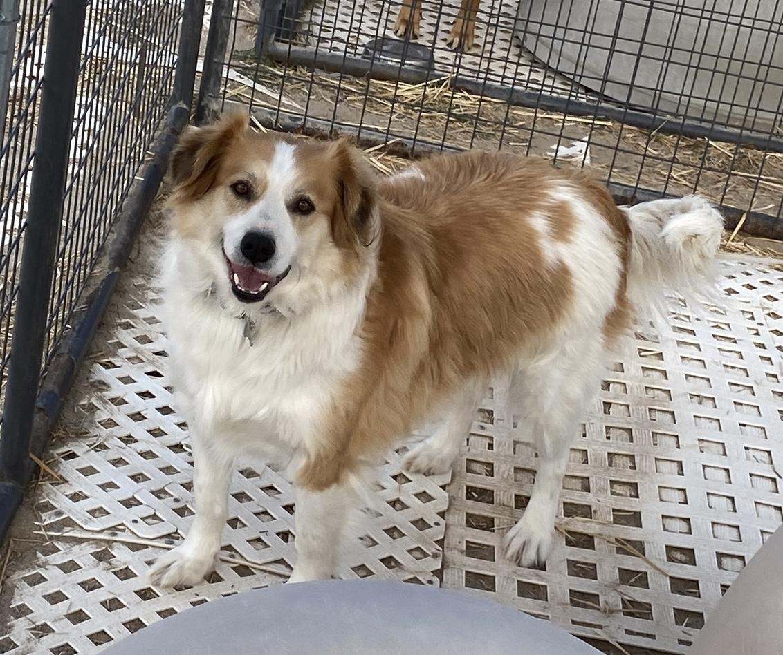 Enlarge Mackie, a Adopted mixed breed in Carson City, NV image 3/4