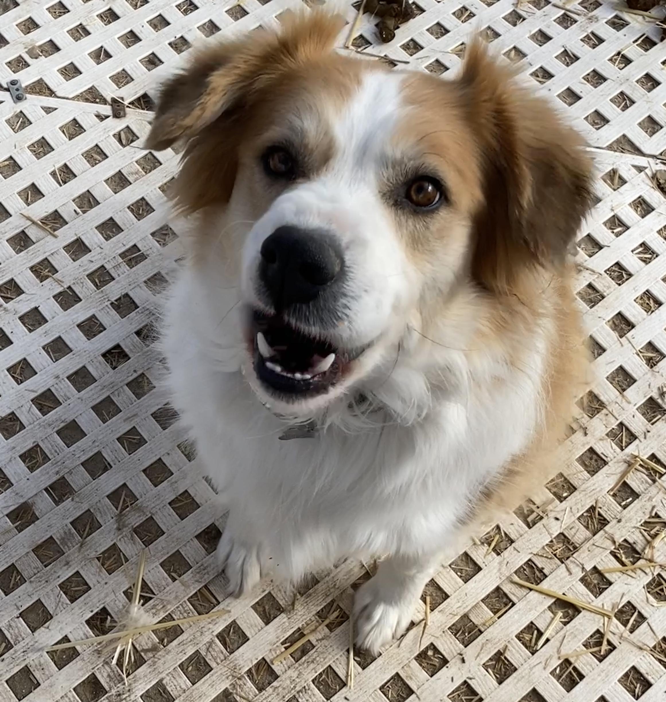 Enlarge Mackie, a Adopted mixed breed in Carson City, NV image 4/4