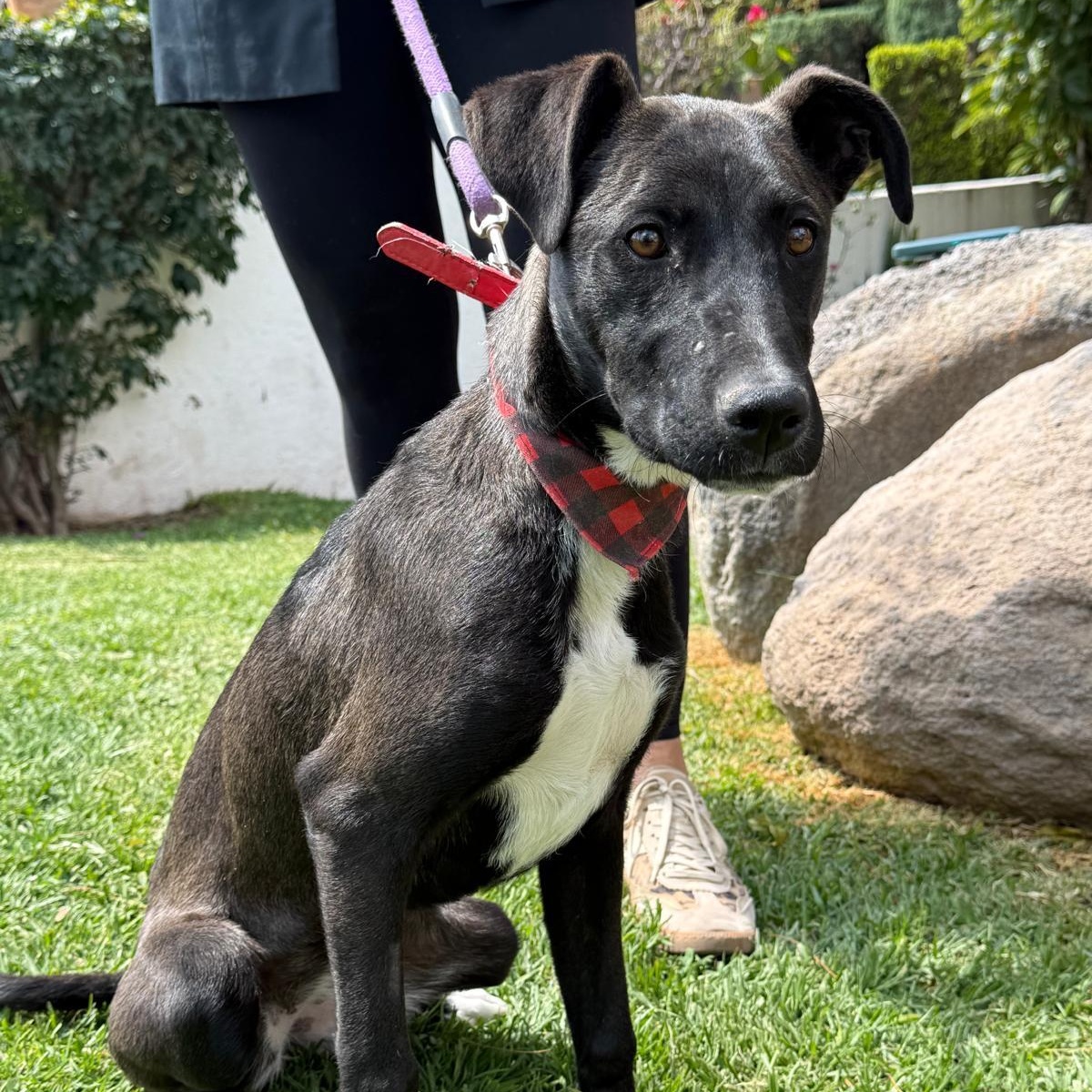 Apricot, a Adoptable mixed breed in Austin, TX image 3/6