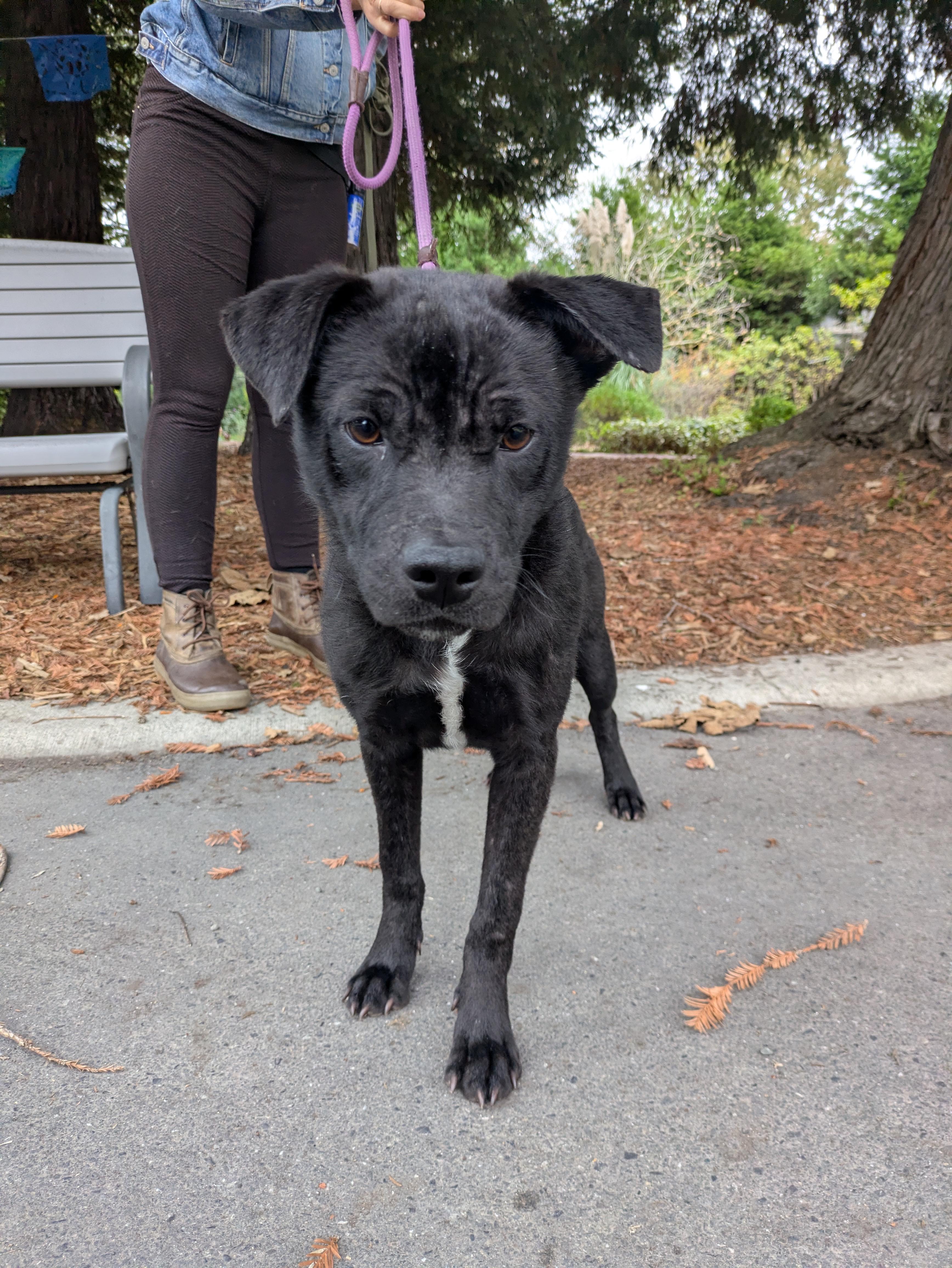 Ed, a Adoptable mixed breed in Santa Rosa, CA image 3/6