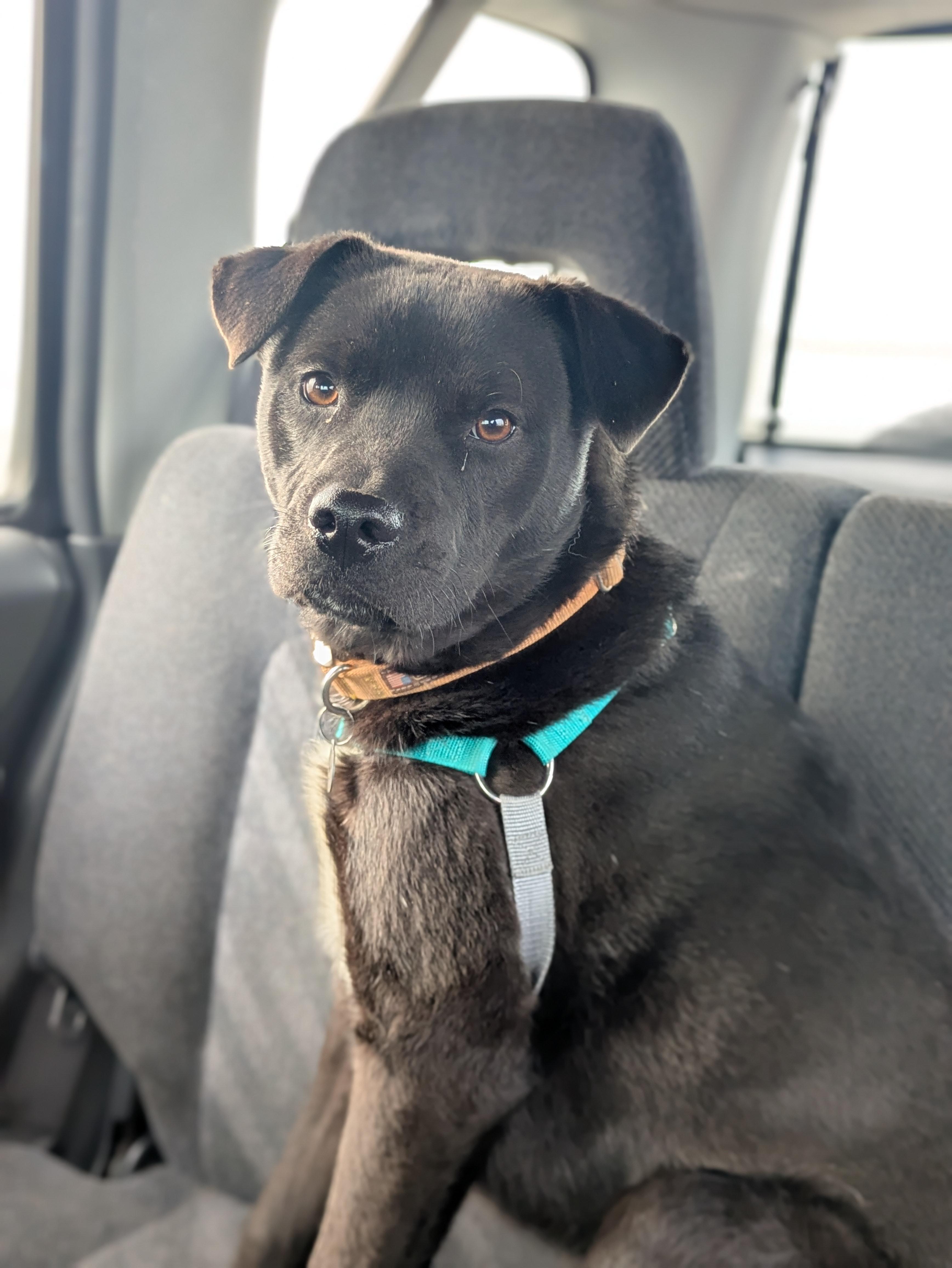 Ed, Adoptable, Puppy Male Labrador Retriever.