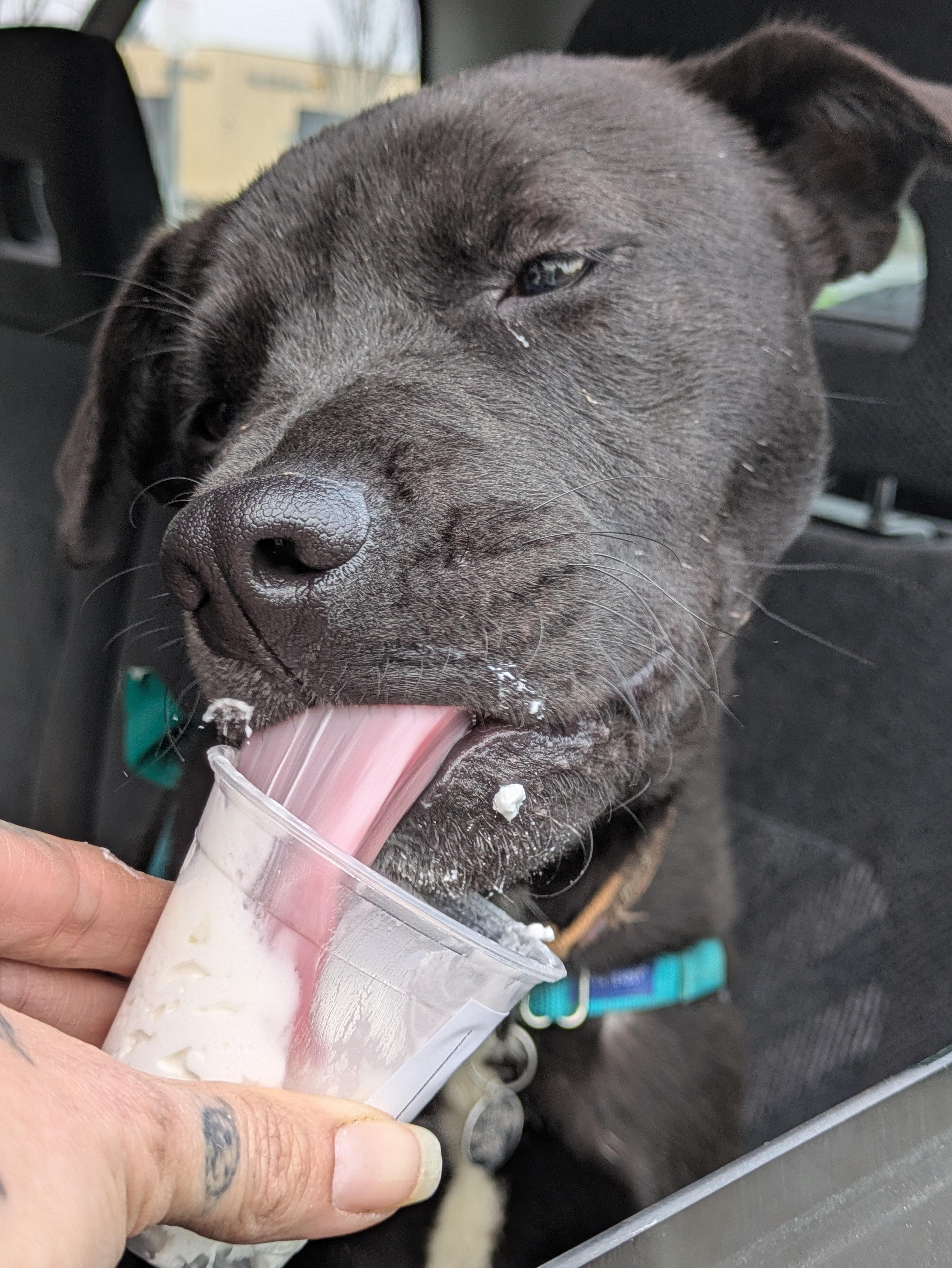 Enlarge Ed, a Adoptable mixed breed in Santa Rosa, CA image 5/5