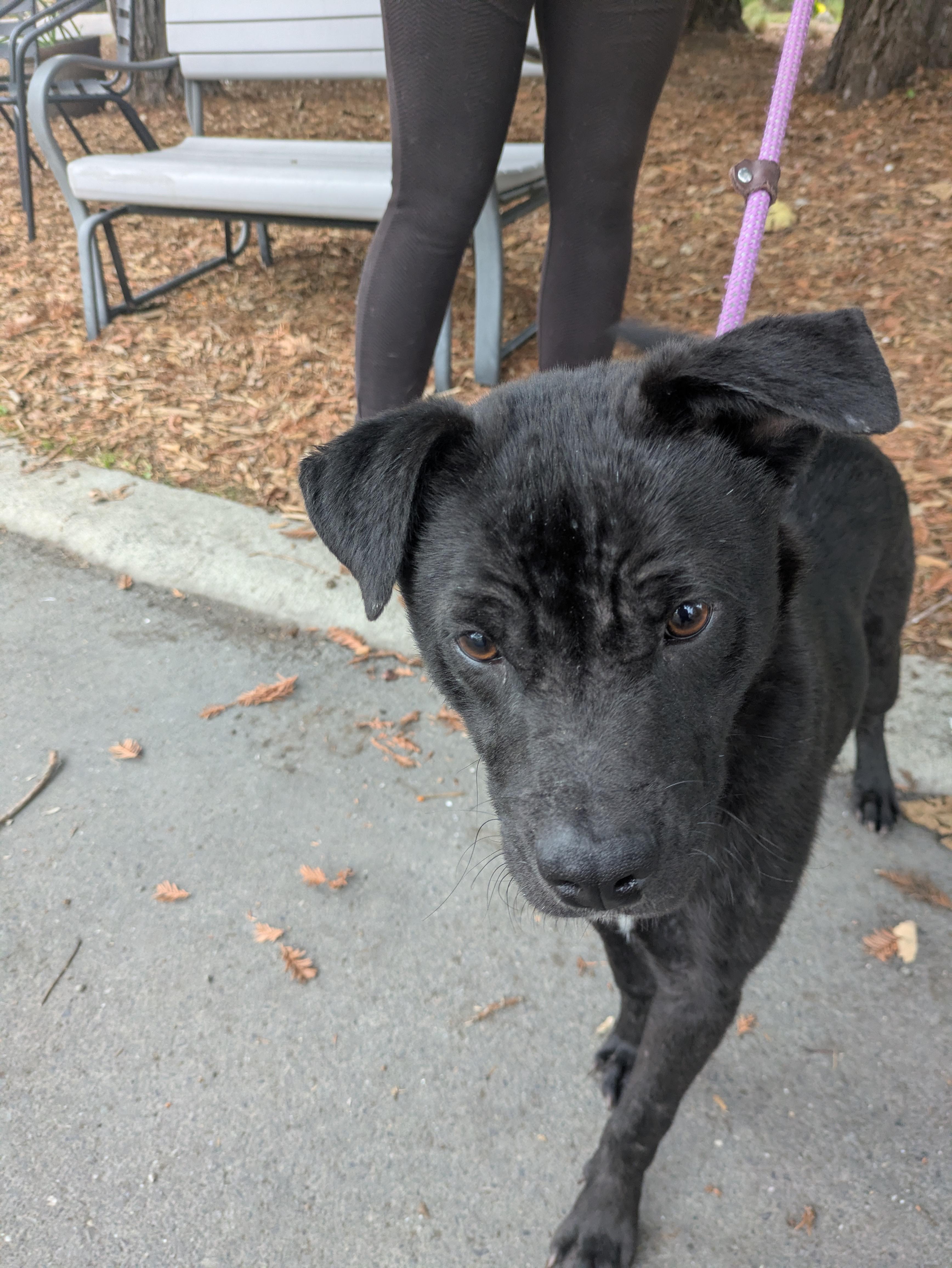 Ed, Adoptable, Puppy Male Labrador Retriever.