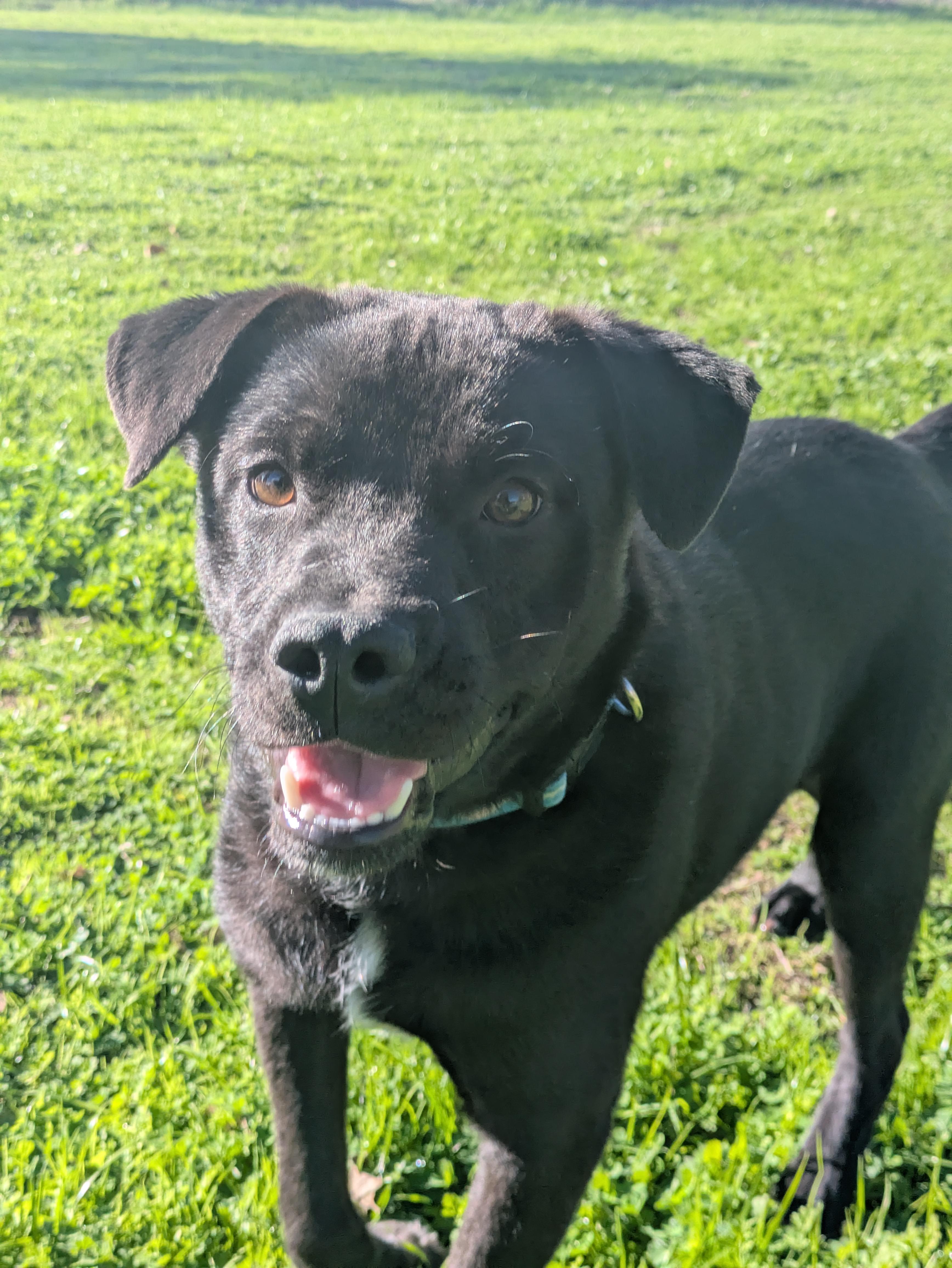 Ed, Adoptable, Puppy Male Labrador Retriever.