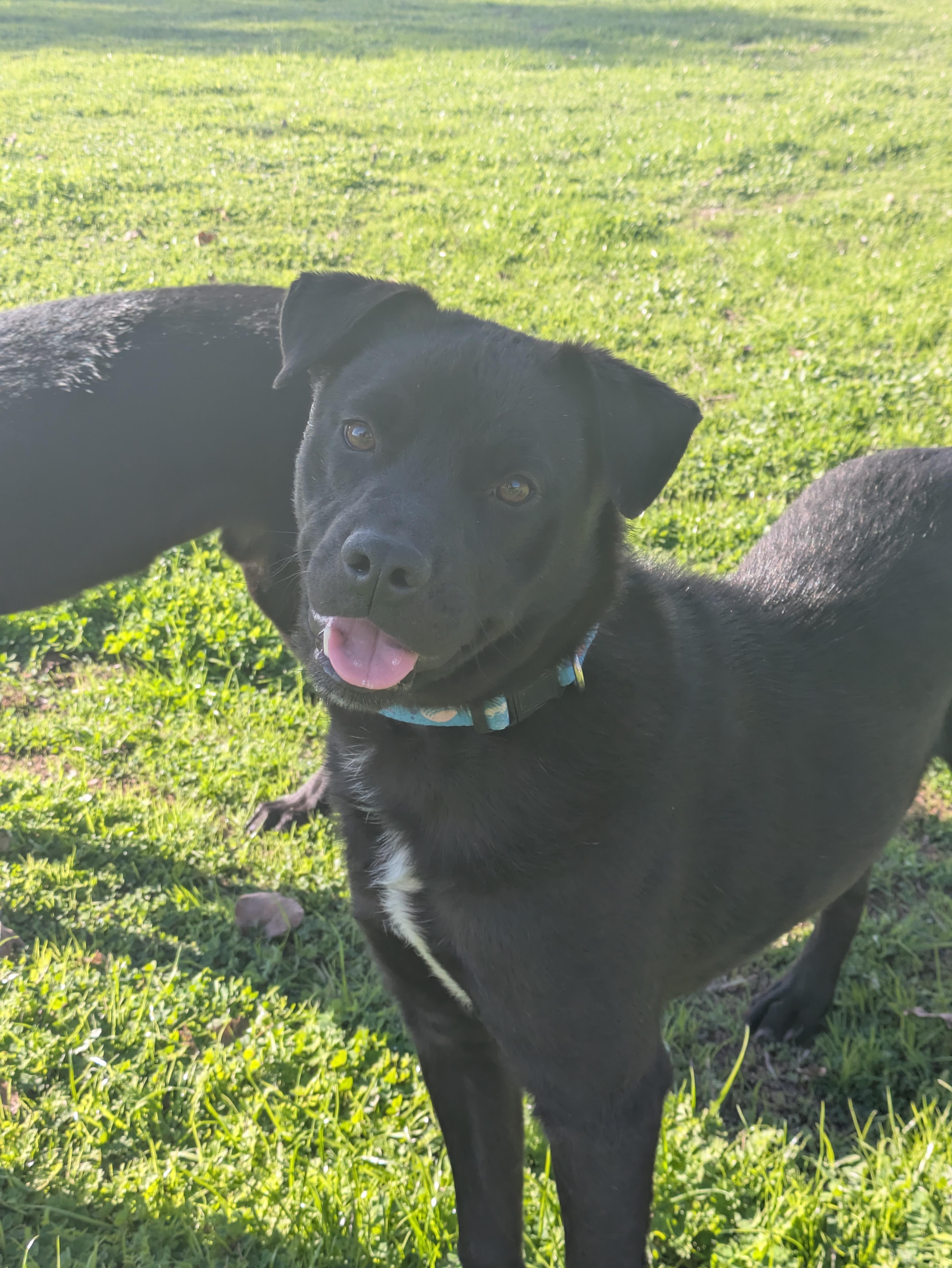 Ed, a Adoptable mixed breed in Santa Rosa, CA image 5/6