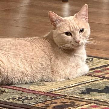 Marilyn, Adoptable, Adult Female Domestic Short Hair.