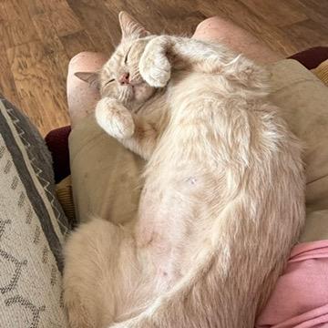 Marilyn, a Adoptable Domestic Short Hair in Chaska, MN image 2/6