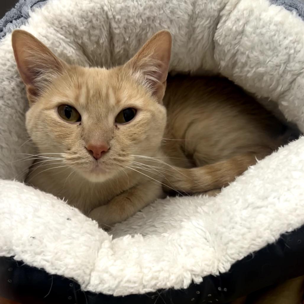 Marilyn, a Adoptable Domestic Short Hair in Chaska, MN image 3/6