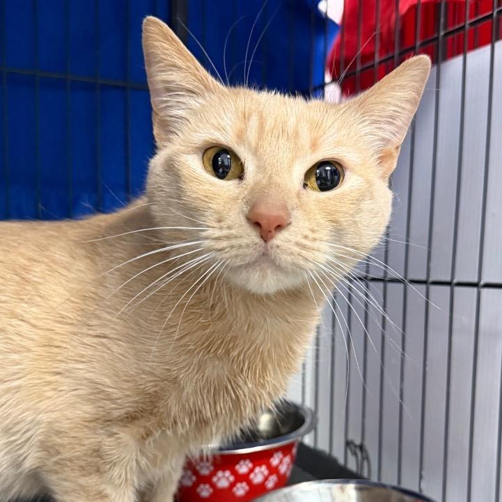 Marilyn, a Adoptable Domestic Short Hair in Chaska, MN image 5/6
