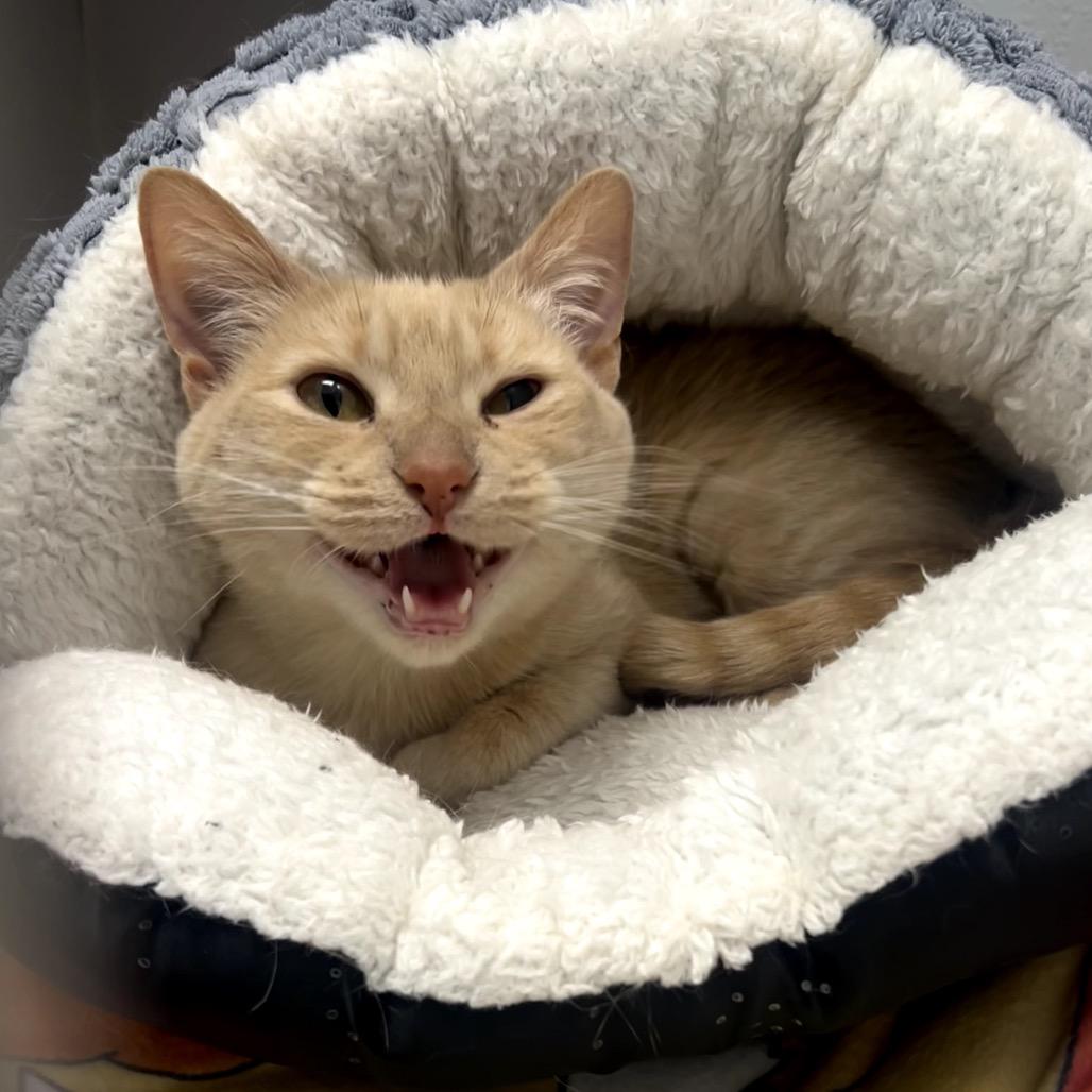 Marilyn, a Adoptable Domestic Short Hair in Chaska, MN image 6/6