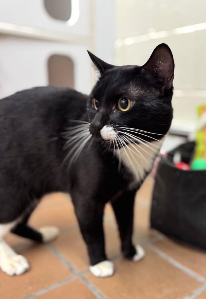 Peppercorn, Adopted, Young Male Domestic Short Hair.