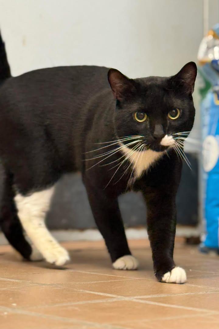 Enlarge Peppercorn, a Adopted Domestic Short Hair in Stamford, CT image 2/3