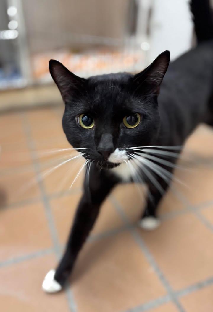 Enlarge Peppercorn, a Adopted Domestic Short Hair in Stamford, CT image 3/3