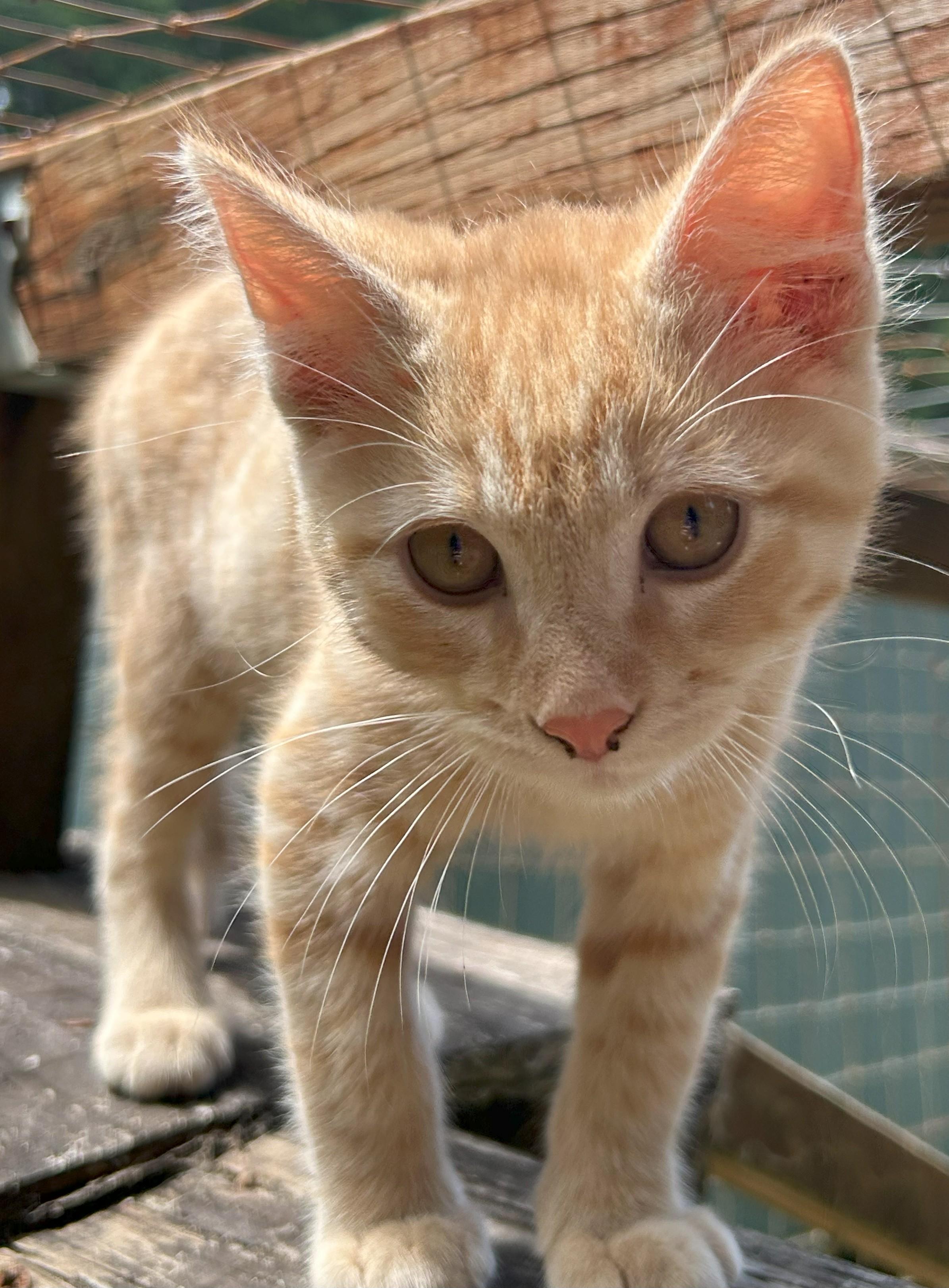 Cheeto, Adopted, Kitten Male Domestic Short Hair.