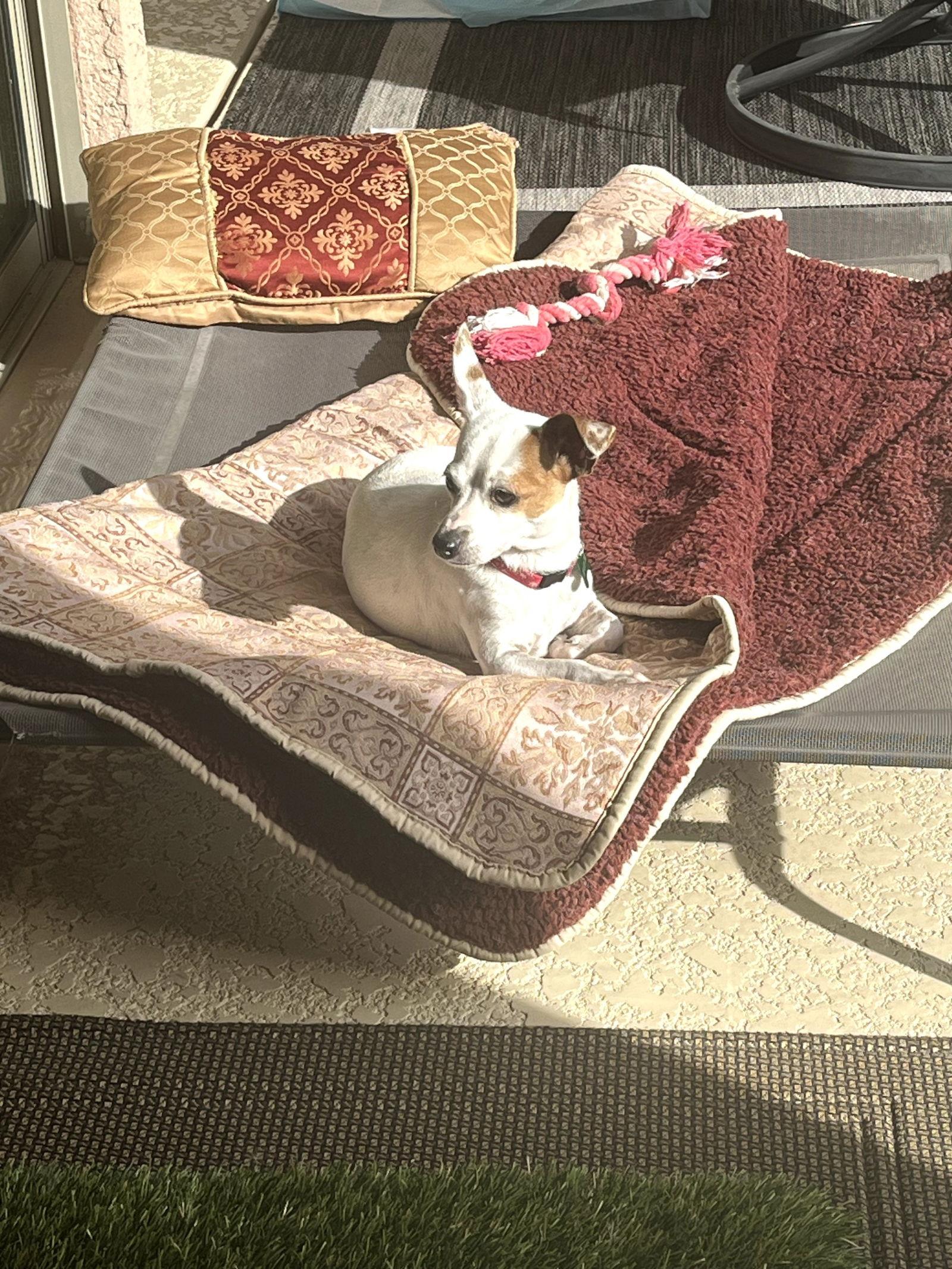 Broccolini, Adoptable, Adult Female Chihuahua.