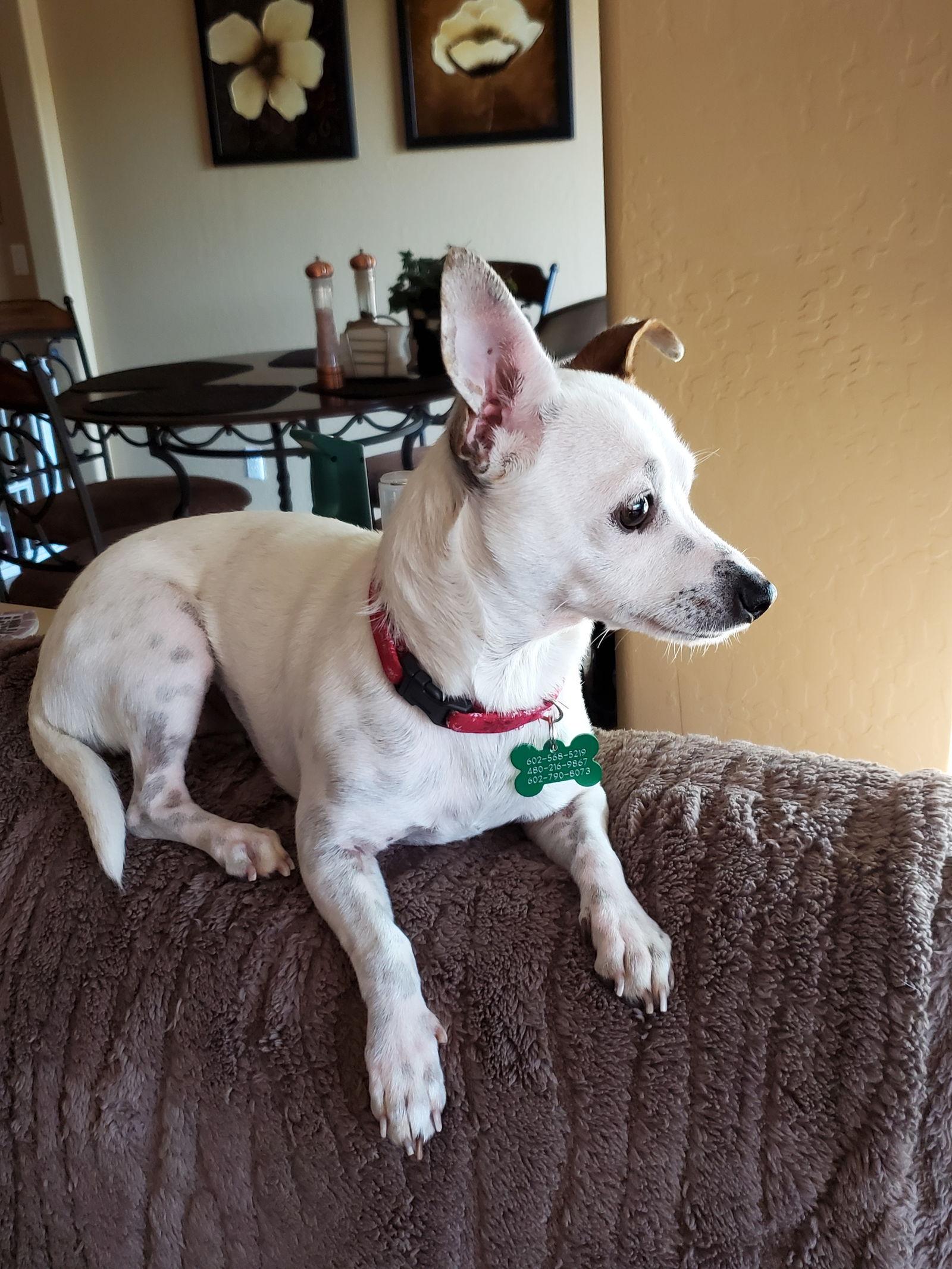 Enlarge Broccolini, a Adoptable Chihuahua in Glendale, AZ image 2/3