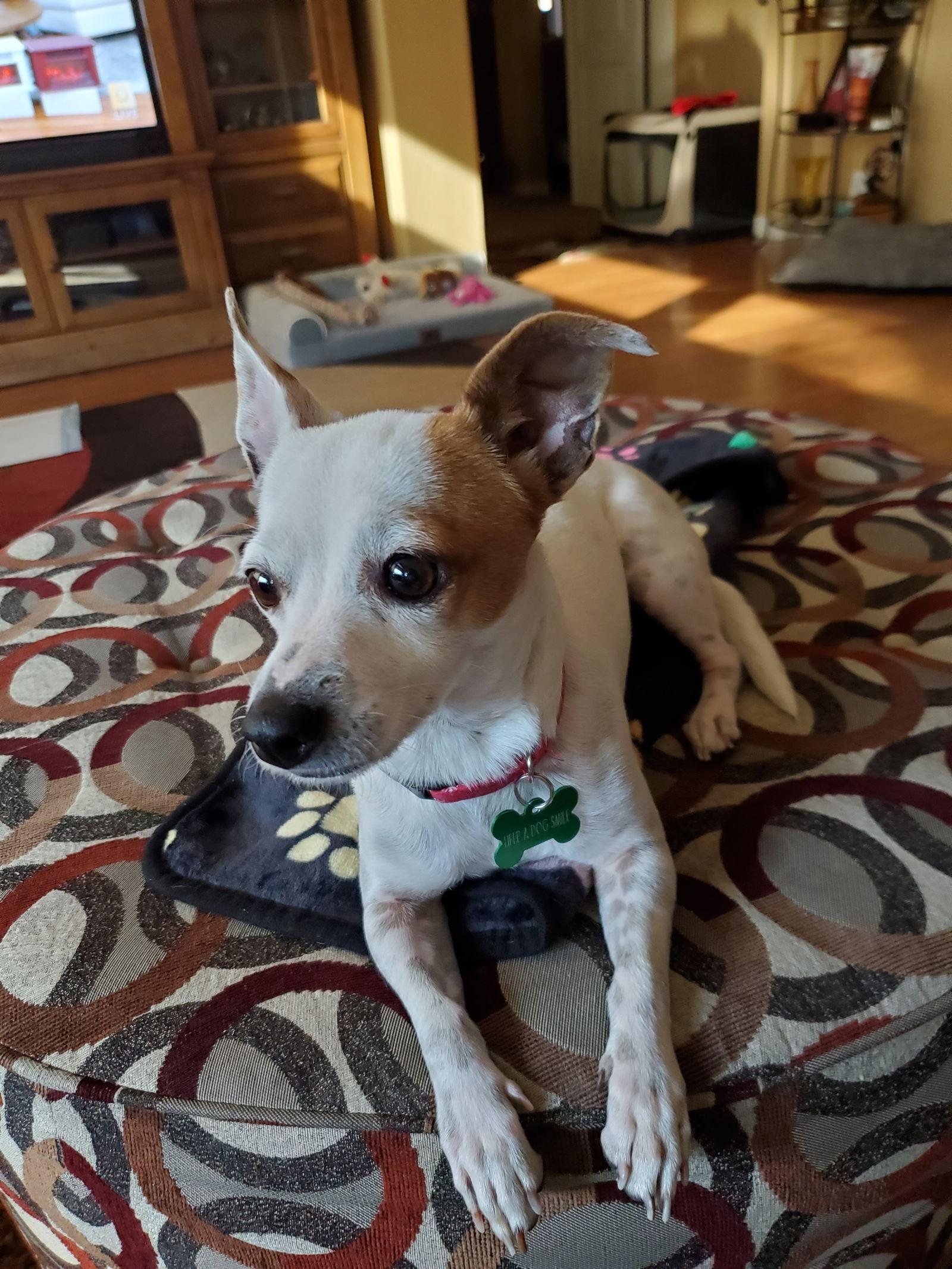 Enlarge Broccolini, a Adoptable Chihuahua in Glendale, AZ image 3/3