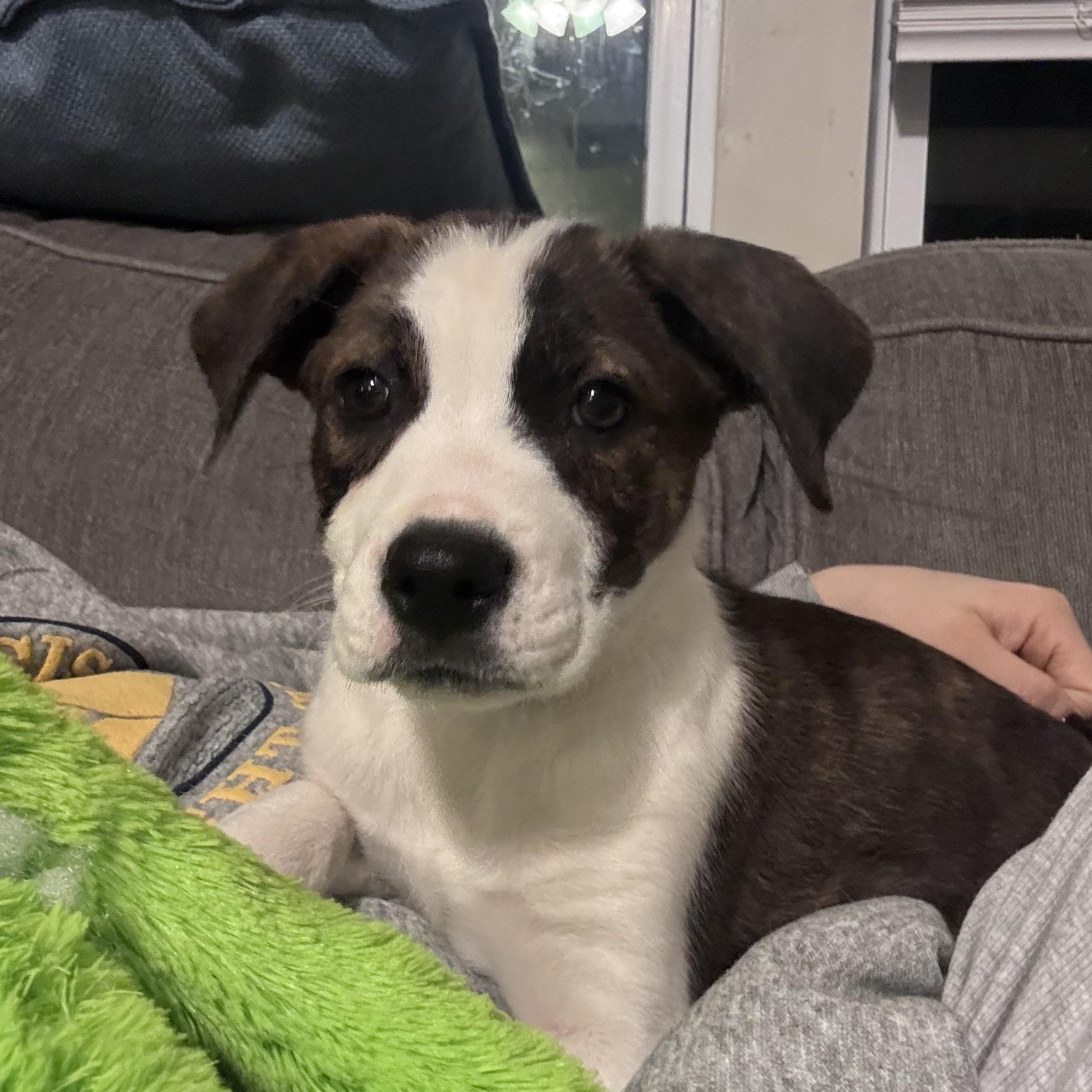 Enlarge Manny, a Adoptable mixed breed in Rock Hill, SC image 5/5