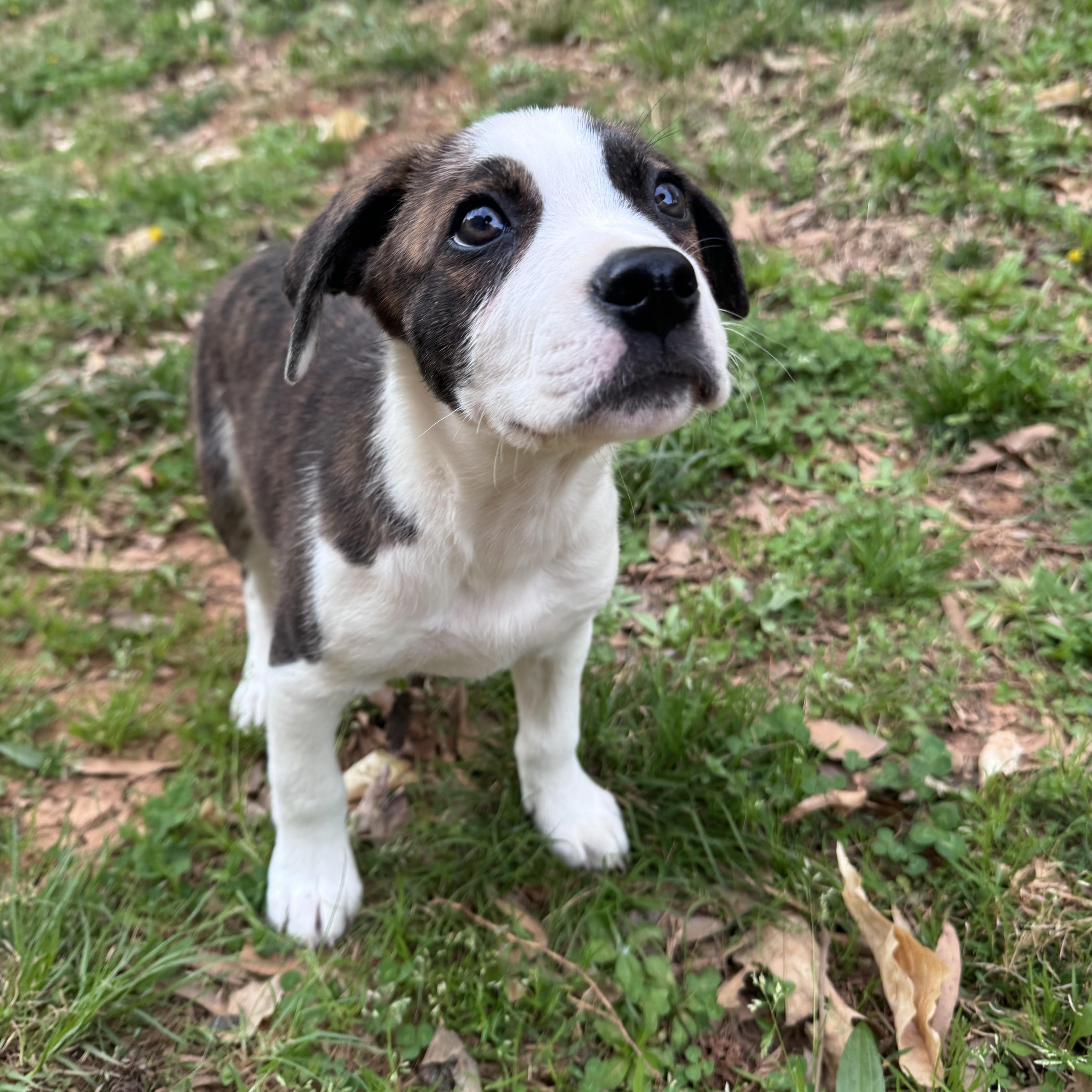 Enlarge Manny, a Adoptable mixed breed in Rock Hill, SC image 3/5