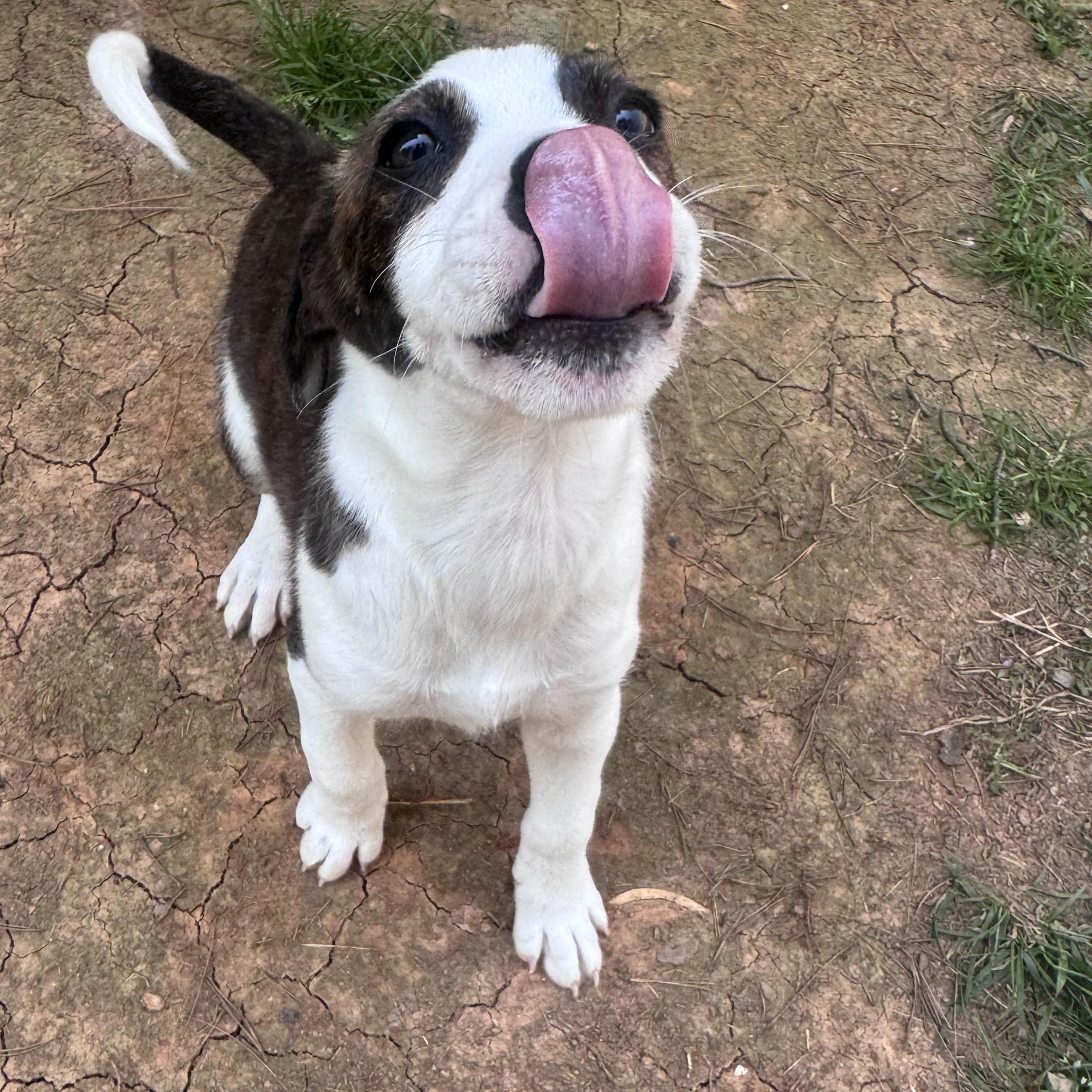 Enlarge Manny, a Adoptable mixed breed in Rock Hill, SC image 4/5