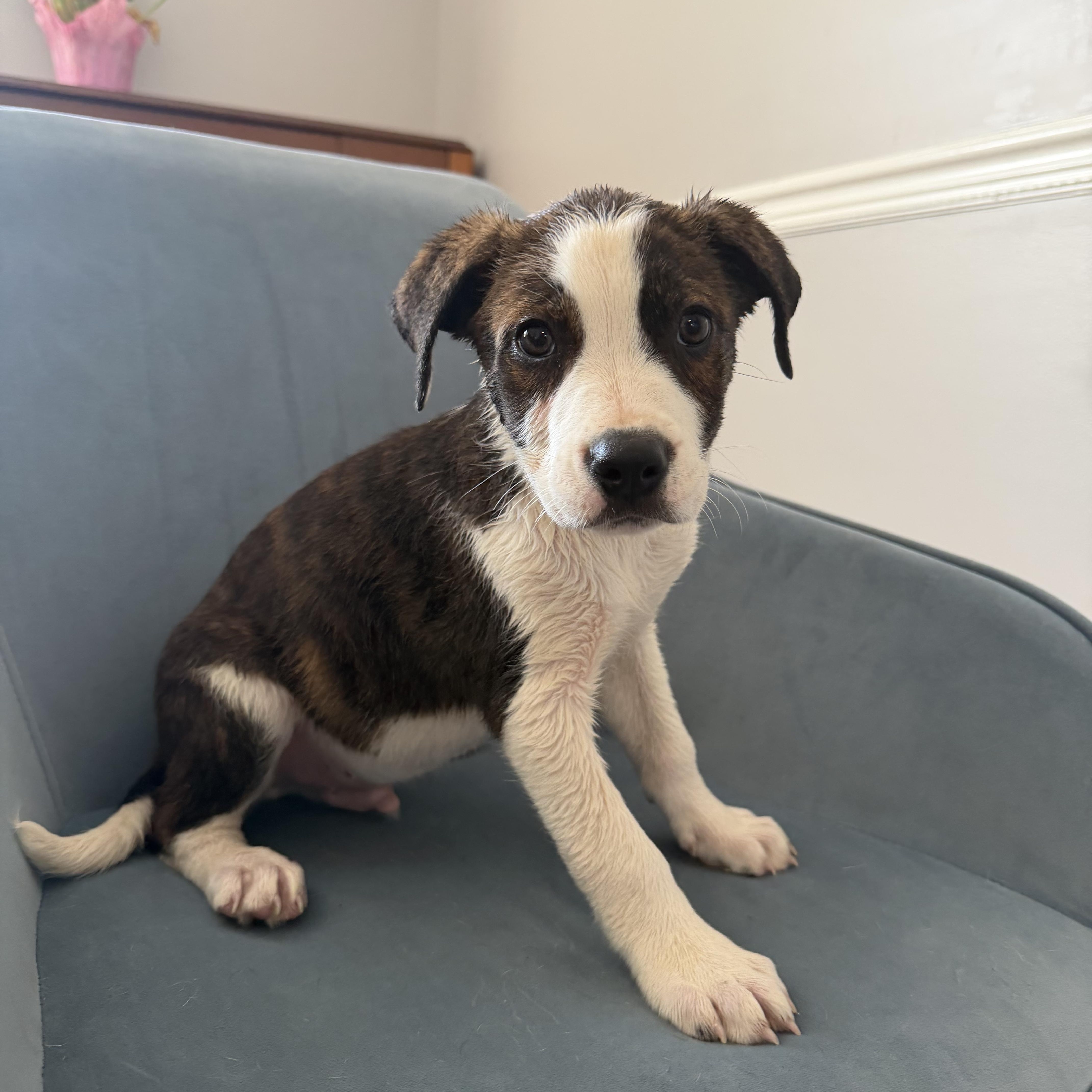 Enlarge Manny, a Adoptable mixed breed in Rock Hill, SC image 1/5