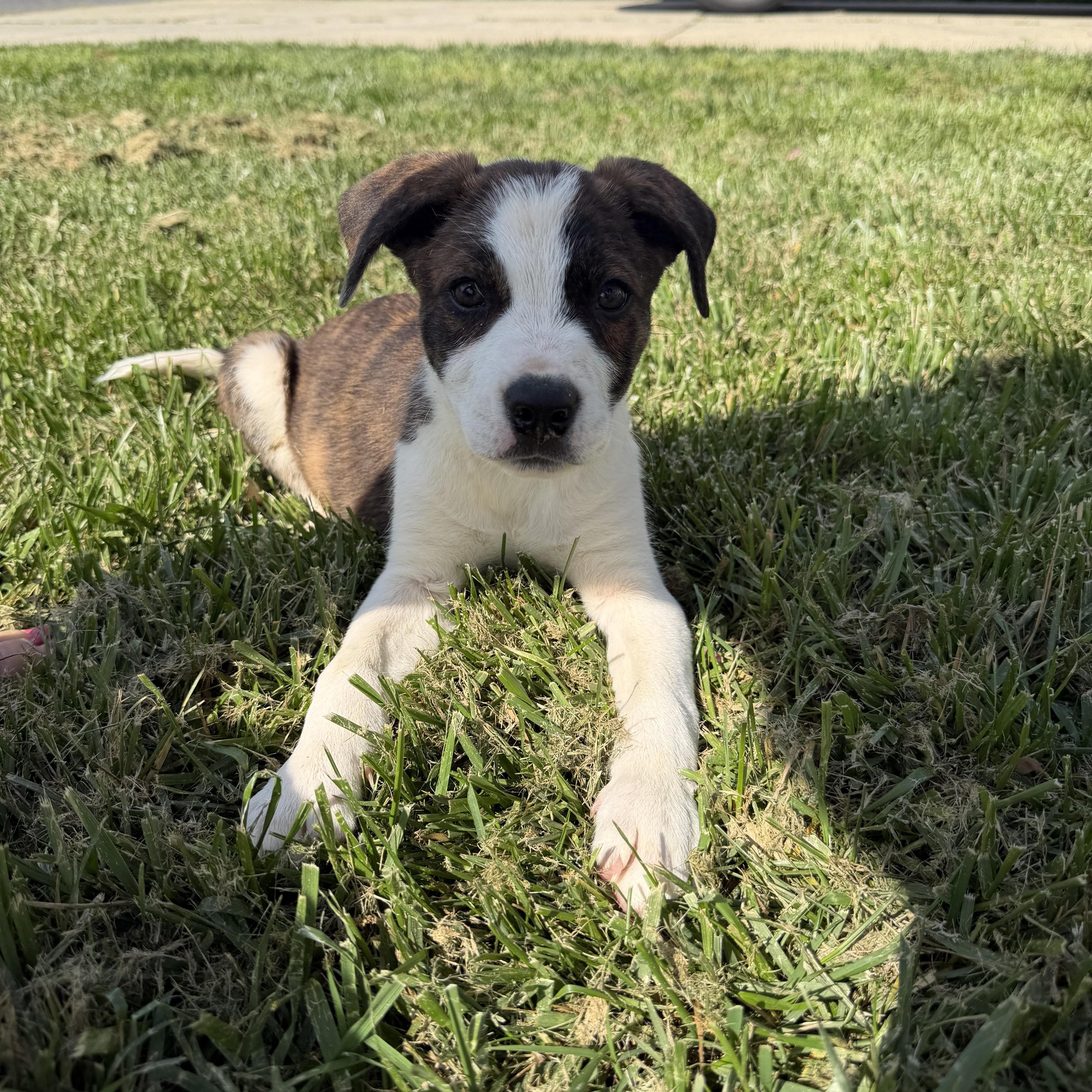 Enlarge Manny, a Adoptable mixed breed in Rock Hill, SC image 2/5