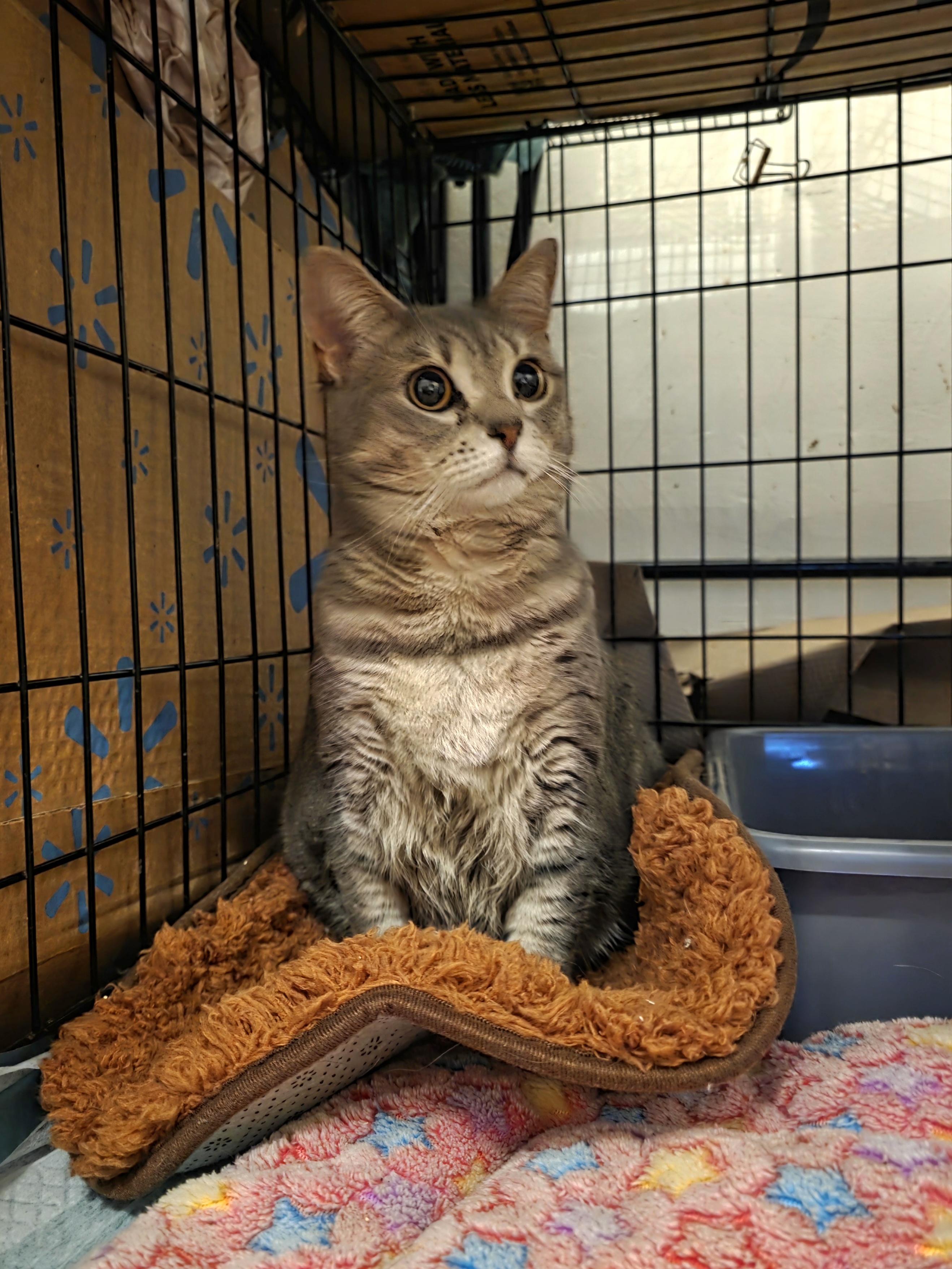 Commodore 64, a ADOPTABLE mixed breed in Brooklyn, NY image 1/3