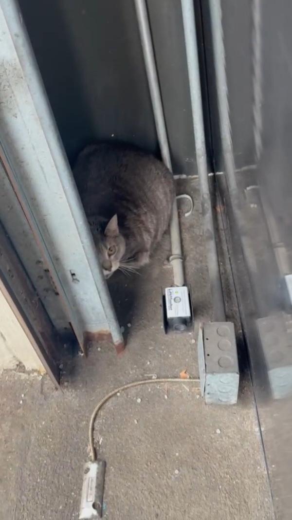 Commodore 64, a ADOPTABLE mixed breed in Brooklyn, NY image 2/3