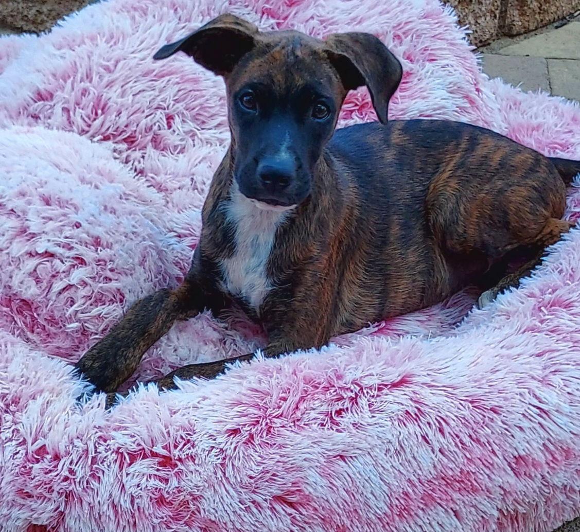 Enlarge Cleo, a Adoptable mixed breed in Mentone, CA image 1/2