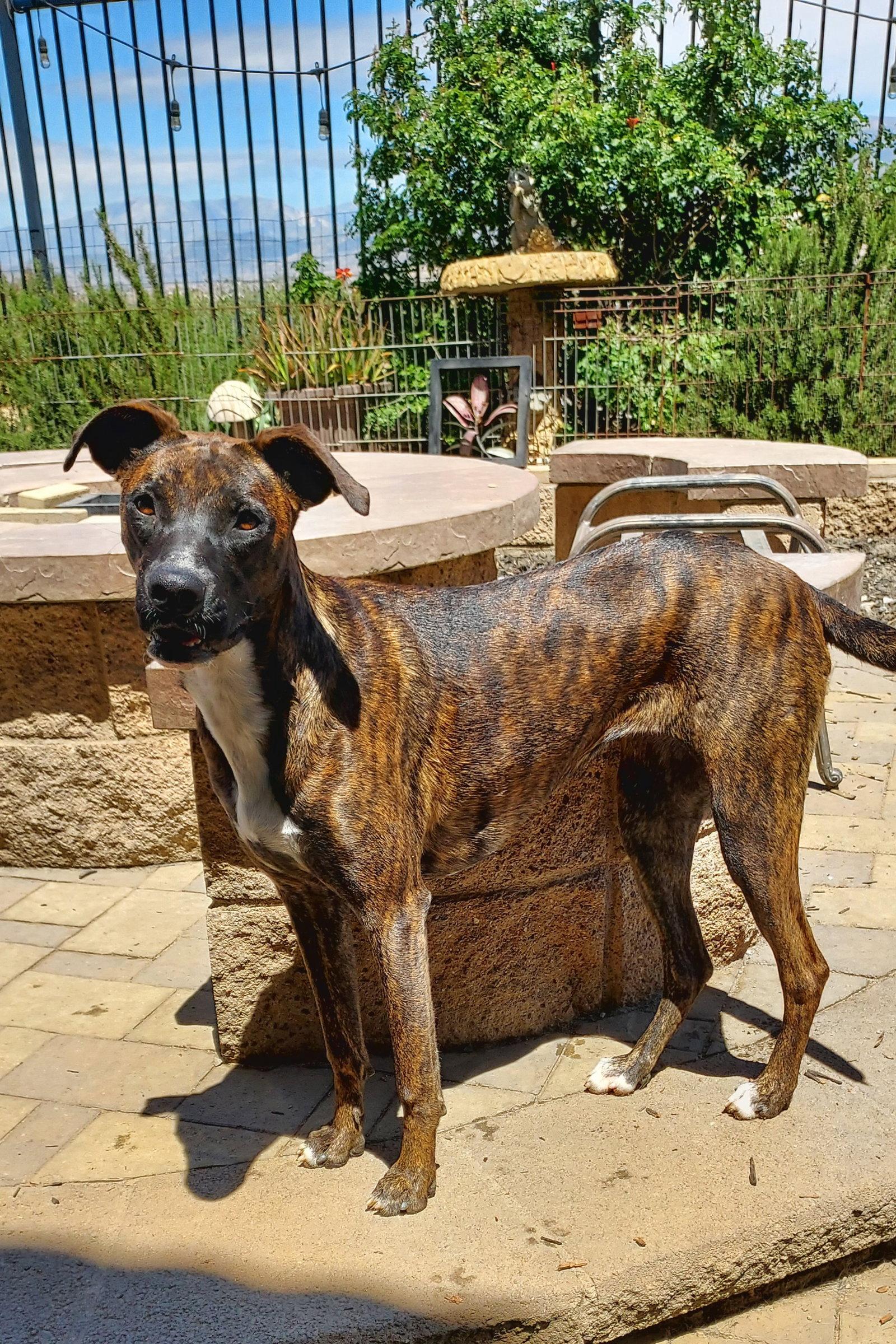 Cleo, Adoptable, Young Female Boxer & Whippet.