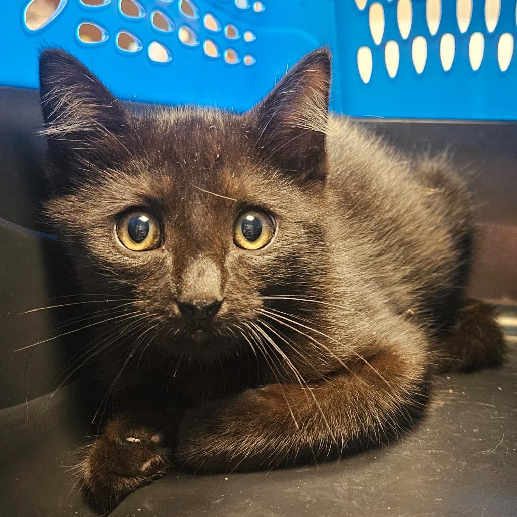 Linus, Adopted, Kitten Male Domestic Short Hair.