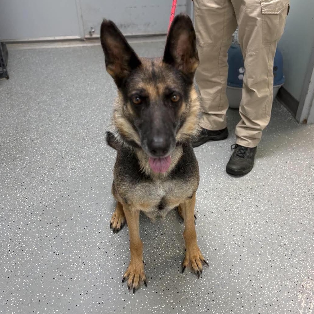 Enlarge Shady May, a ADOPTABLE German Shepherd Dog in Bardstown, KY image 2/3
