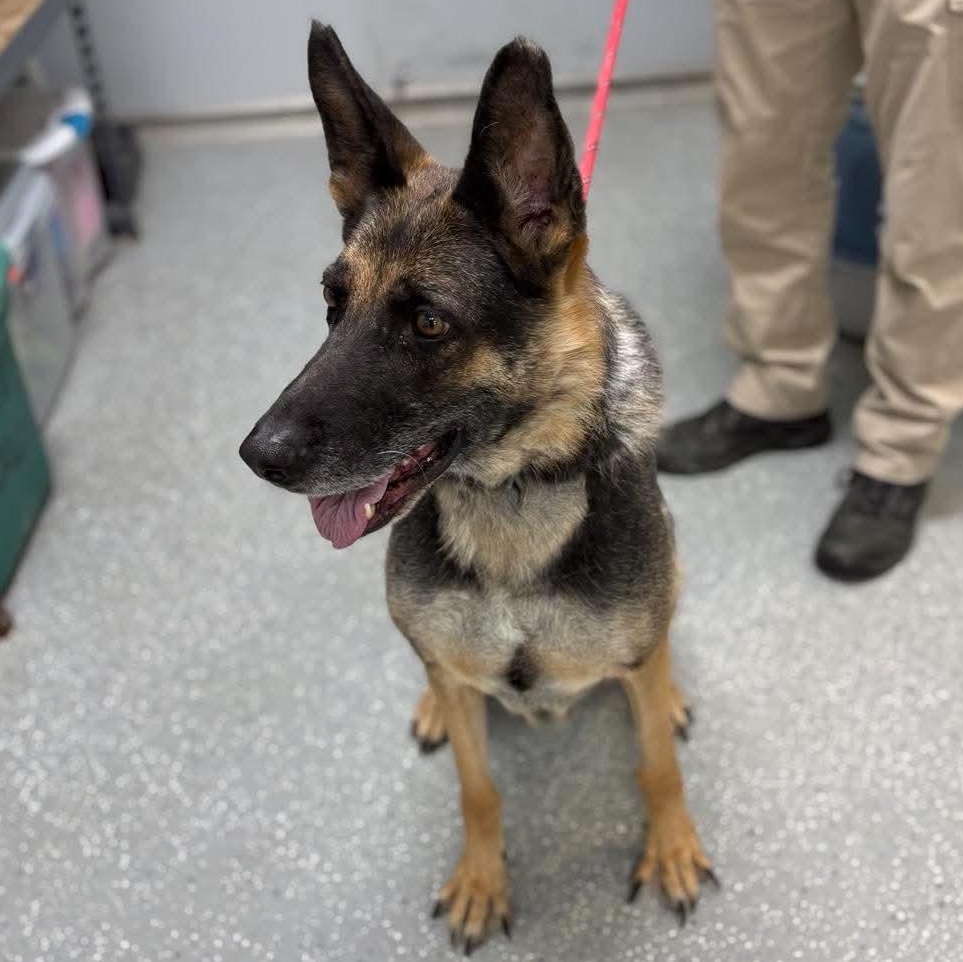 Enlarge Shady May, a ADOPTABLE German Shepherd Dog in Bardstown, KY image 3/3