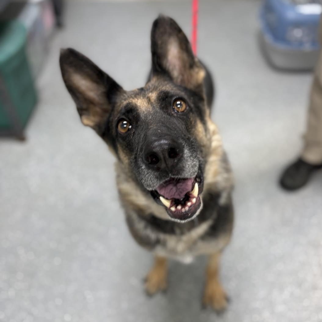 Enlarge Shady May, a ADOPTABLE German Shepherd Dog in Bardstown, KY image 1/3