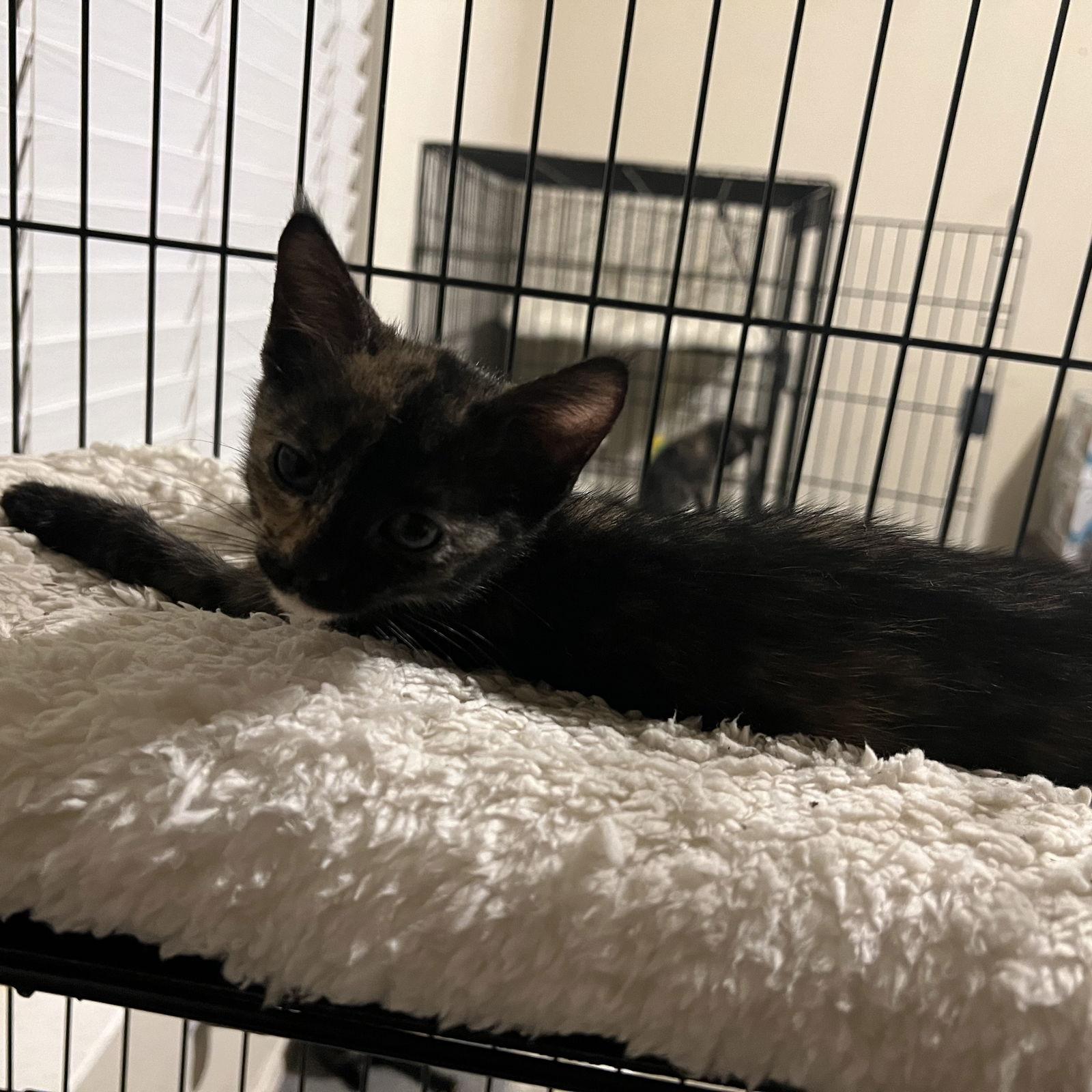 Dot, Adopted, Kitten Female Domestic Short Hair.