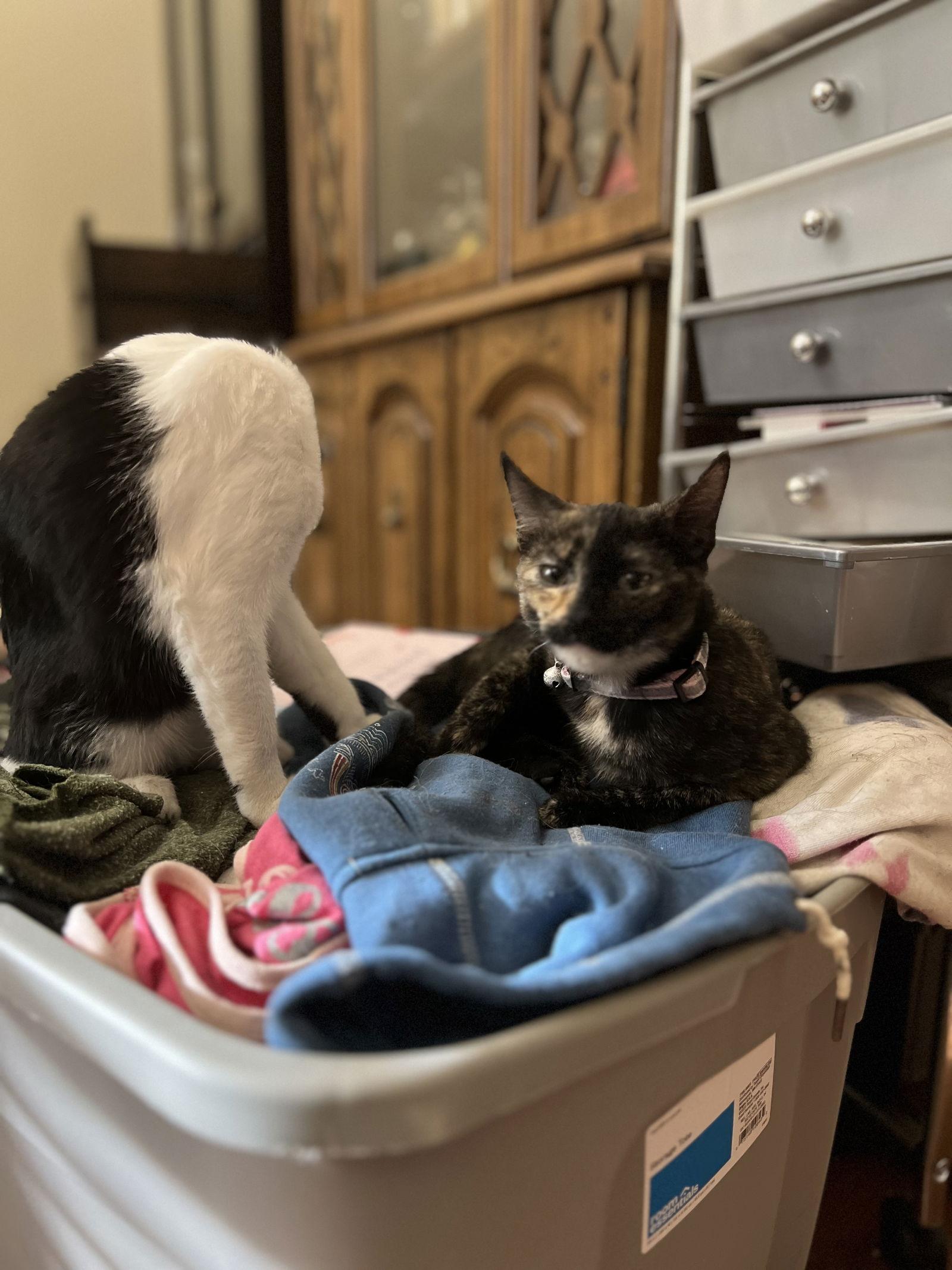 Enlarge Dot, a Adopted Domestic Short Hair in Bangs, TX image 2/2