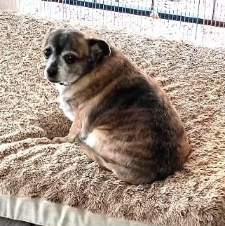 Enlarge PEPPER, a Adoptable mixed breed in Marana, AZ image 4/4
