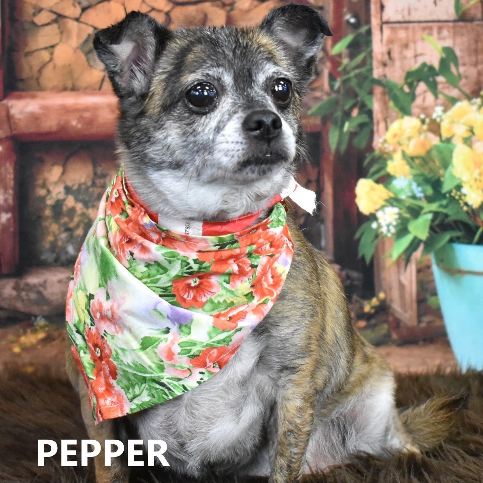 Enlarge PEPPER, a Adoptable mixed breed in Marana, AZ image 1/4