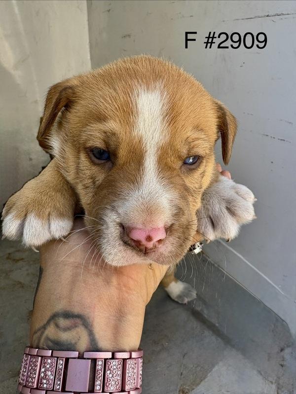 Clara, Adoptable, Puppy Female Siberian Husky.