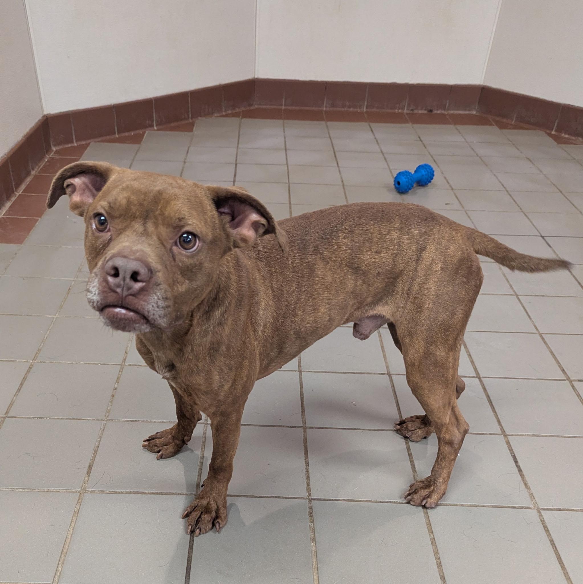 Enlarge Brody, a Adoptable mixed breed in Paramus, NJ image 5/6