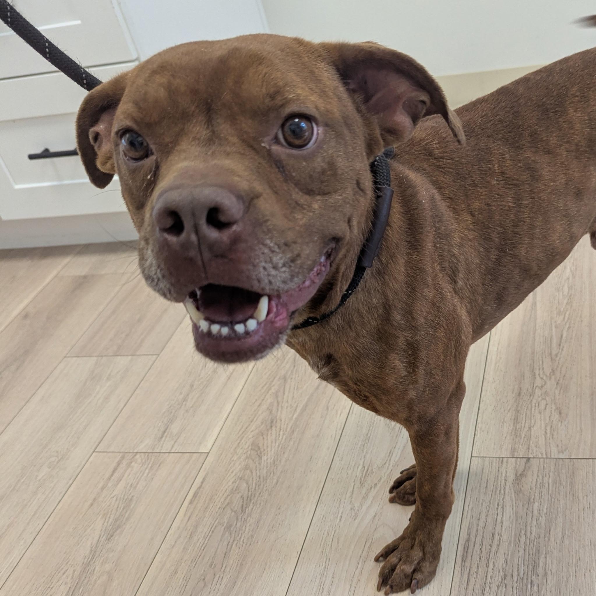 Enlarge Brody, a Adoptable mixed breed in Paramus, NJ image 4/6