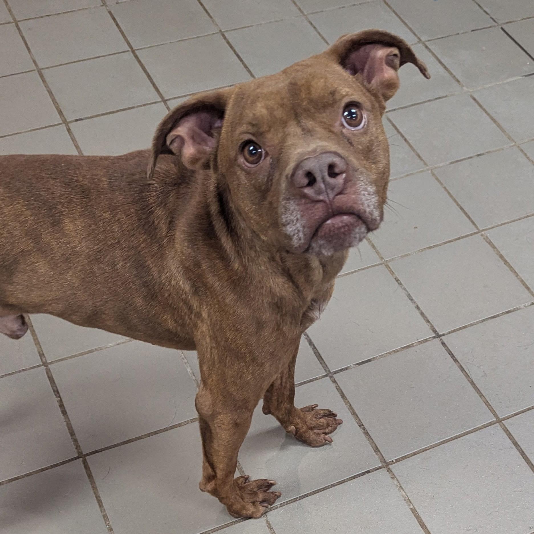 Enlarge Brody, a Adoptable mixed breed in Paramus, NJ image 2/6